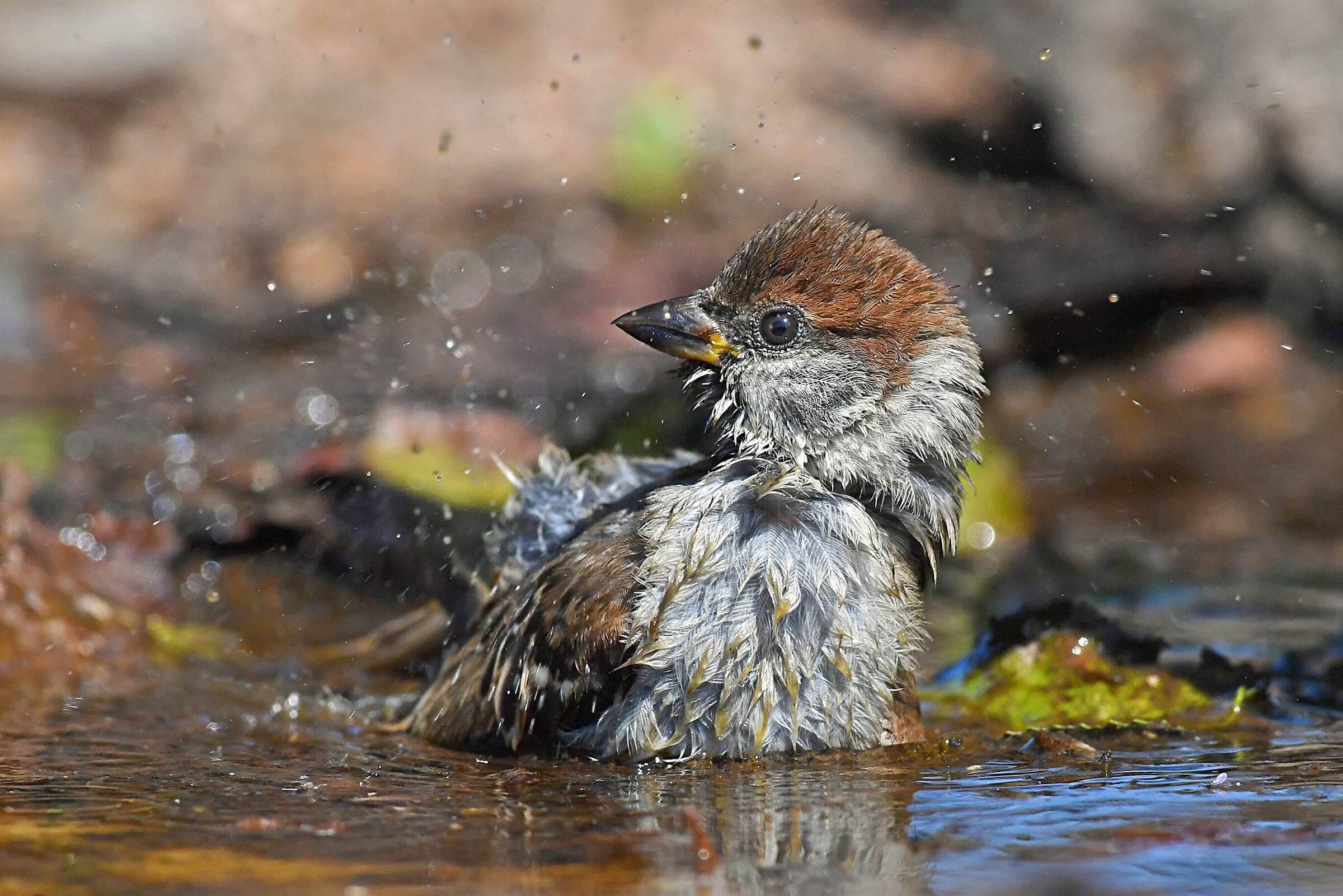 Bagnato e felice! ( ci vuole proprio )!