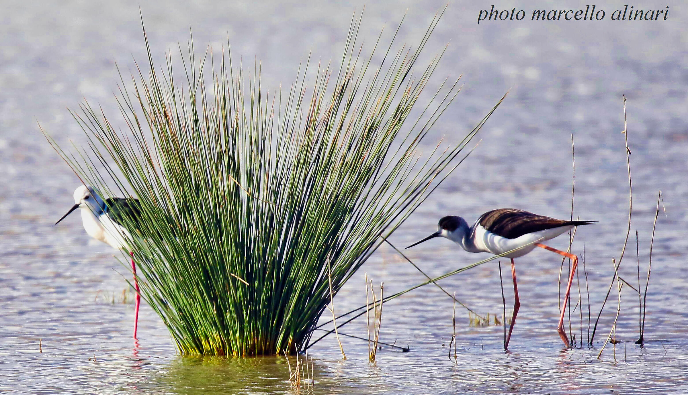 il romantico corteggiamento del cavaliere d'italia