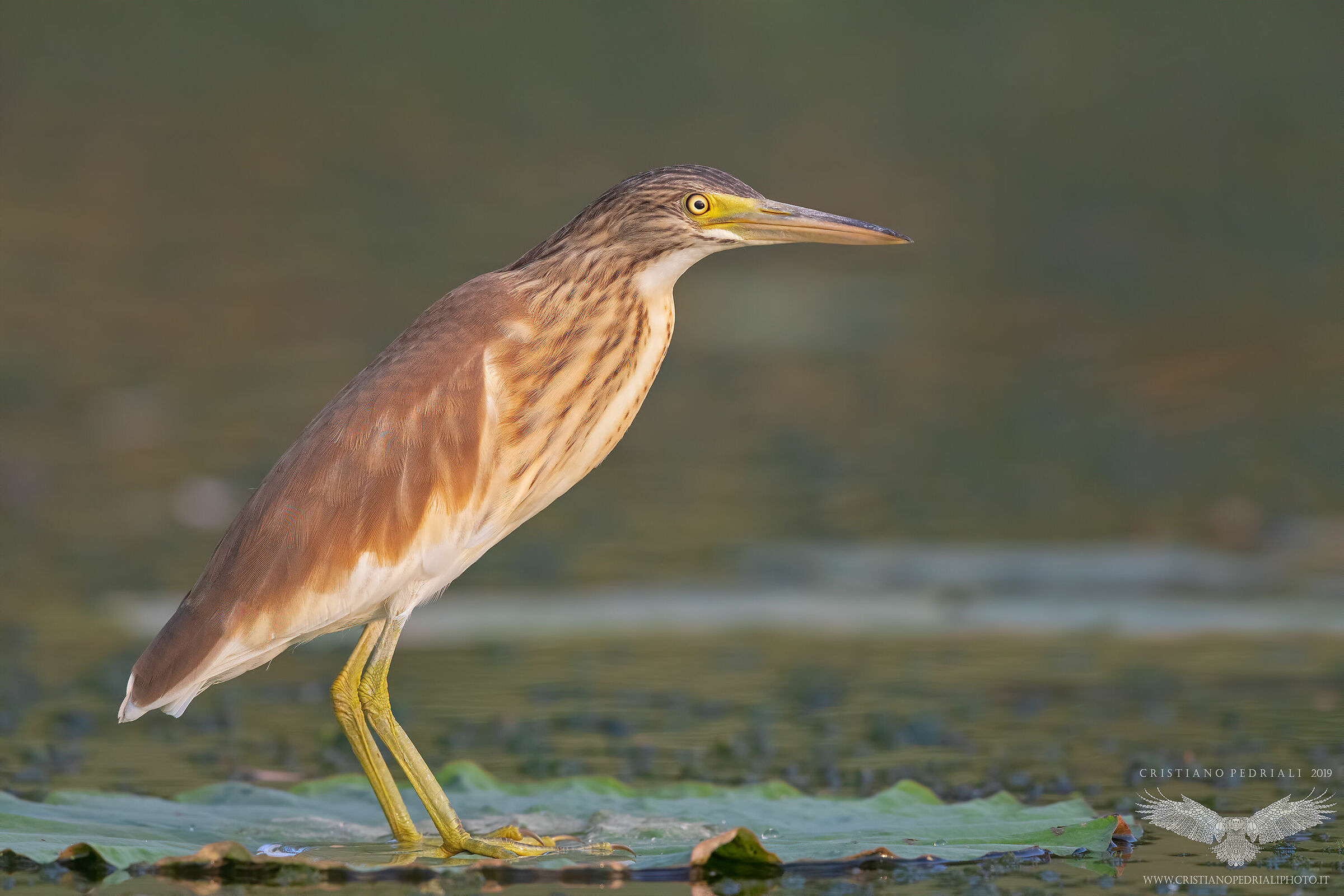 Sgarza ciuffetto su foglia di fior di loto