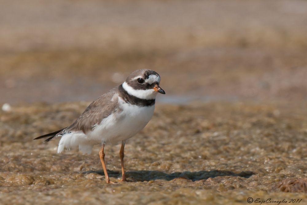 Ringed Plover