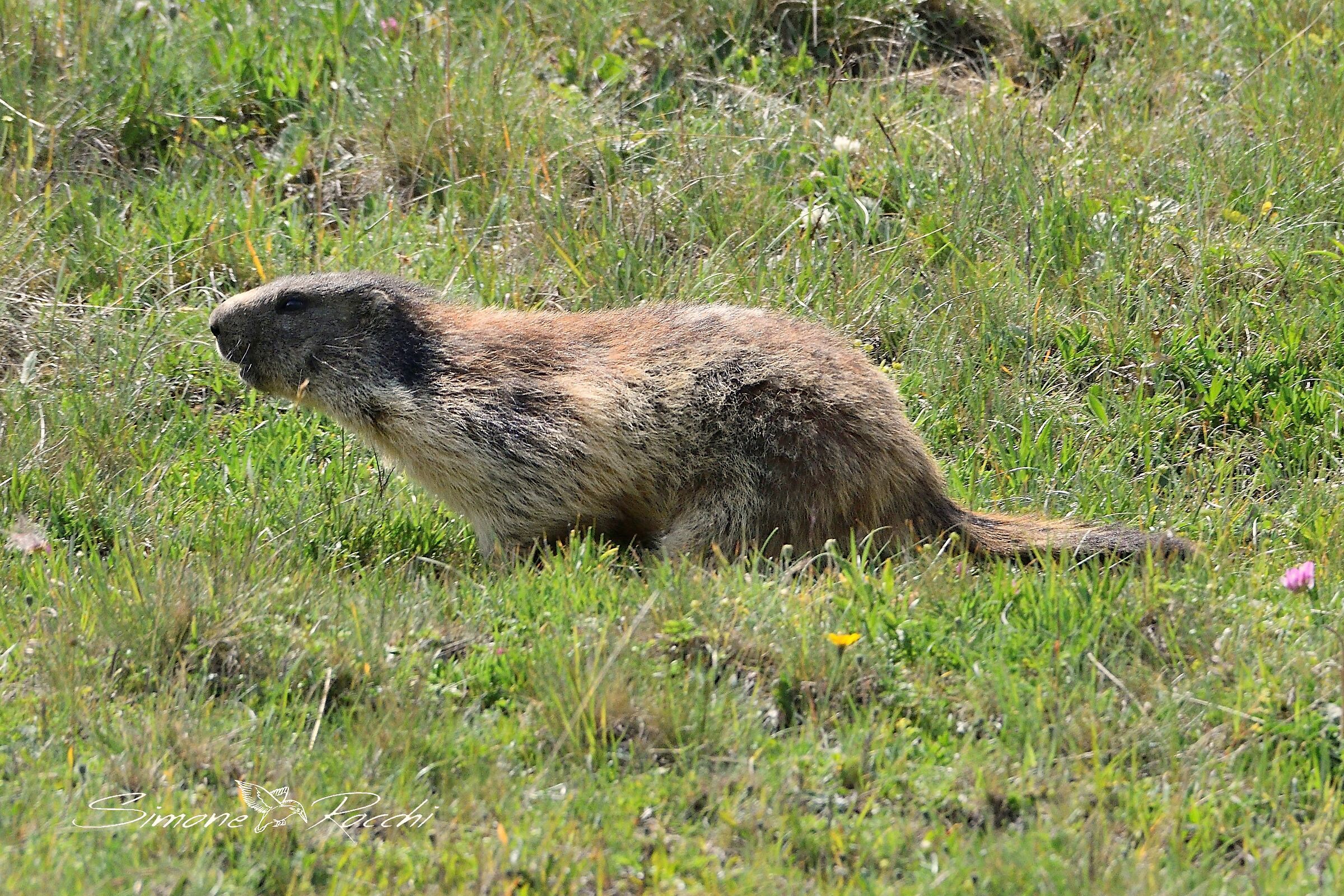 Marmotta in corsa