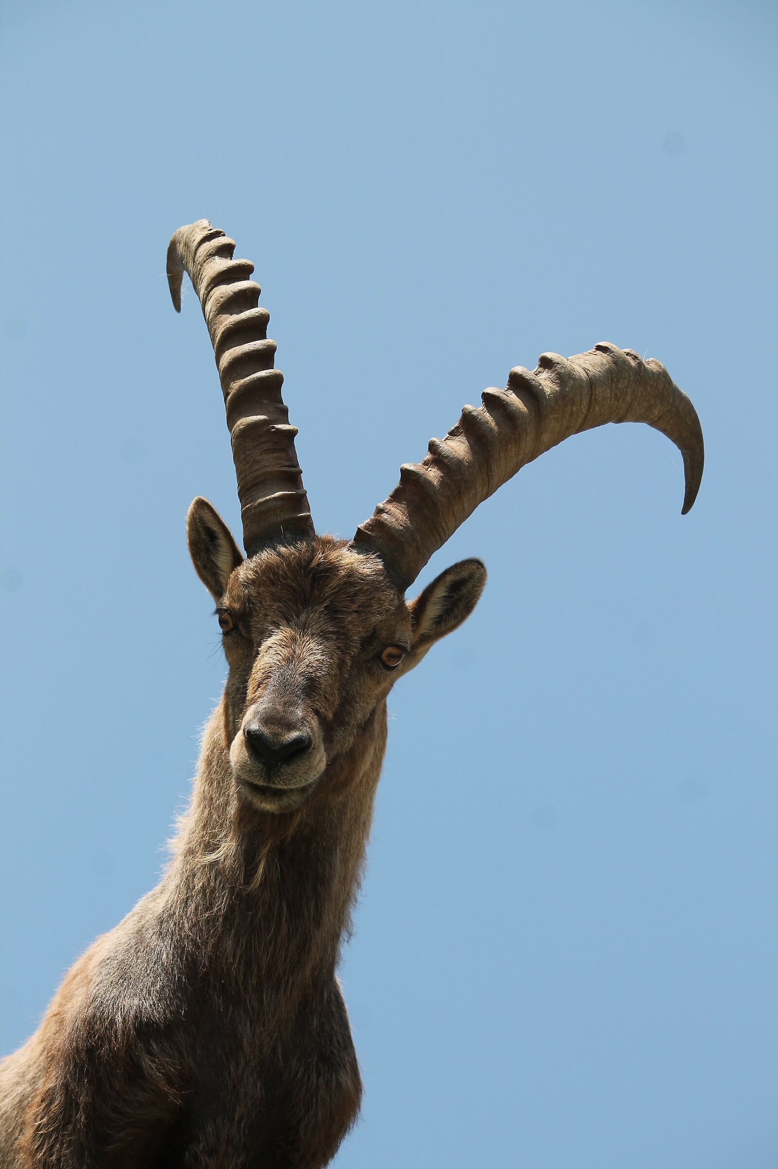 Stambecco in primo piano