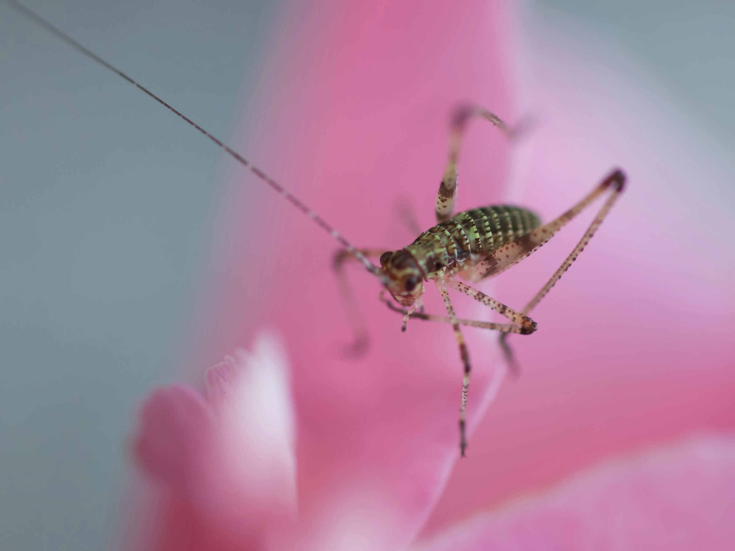Leggerezza sulla rosa