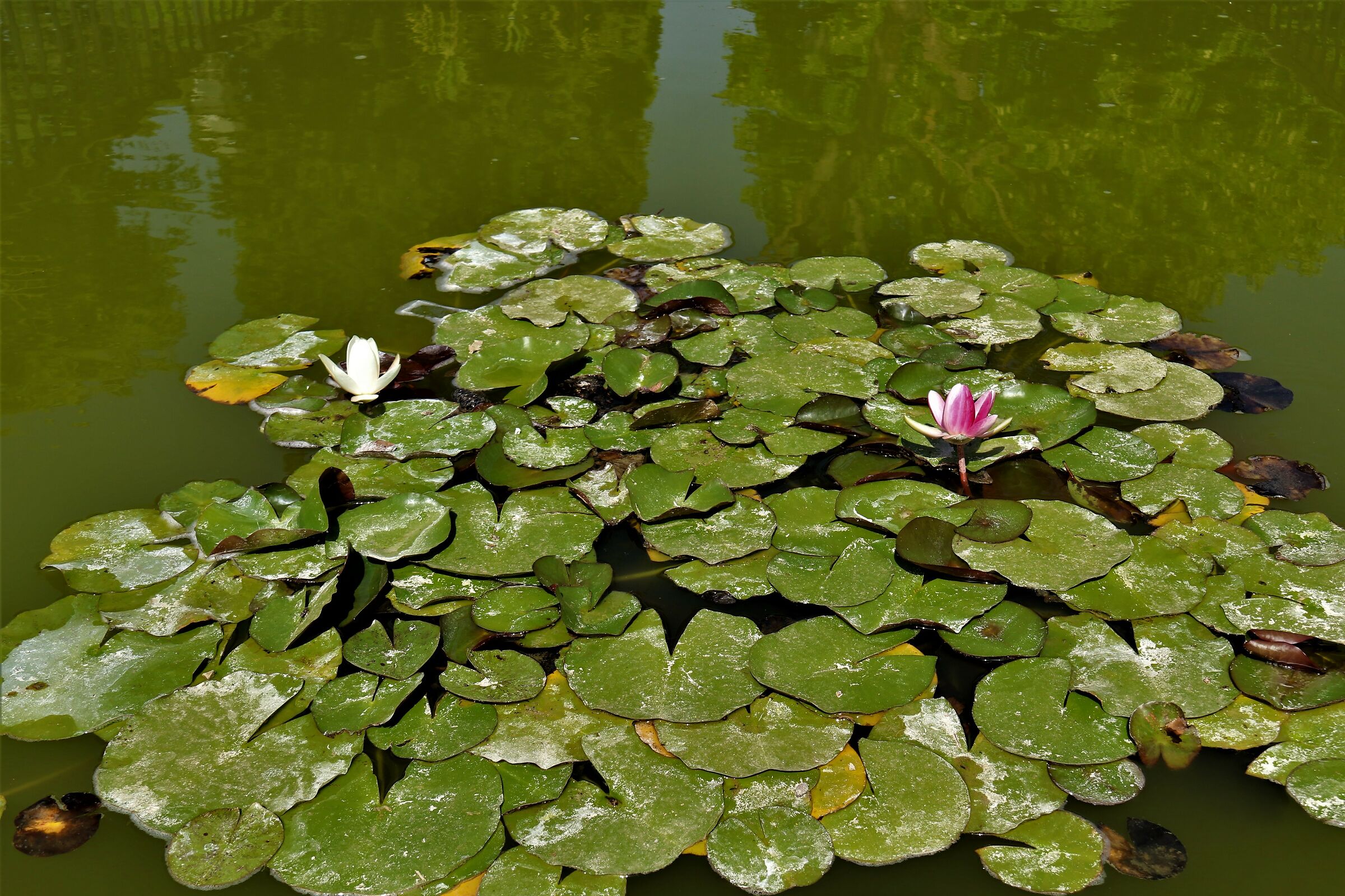 Ninfee Comuni ...in Villa Reale