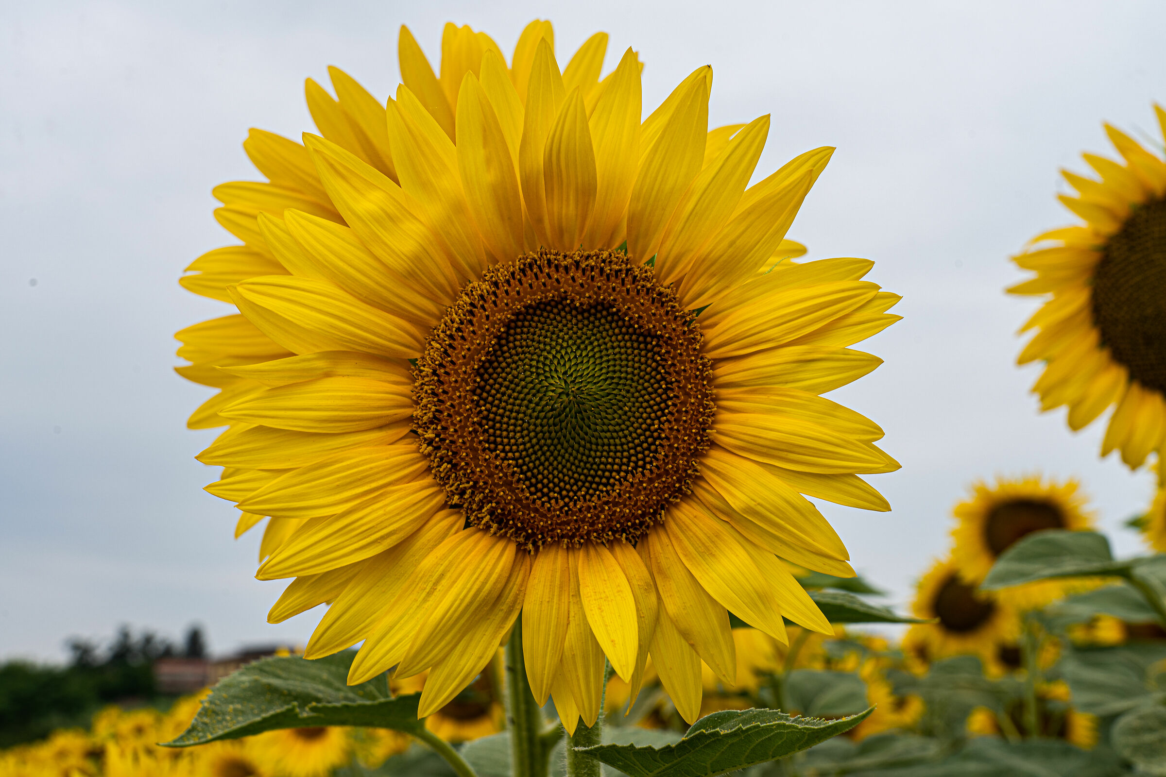 Sunflower