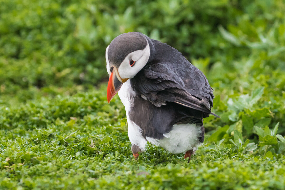 Puffin