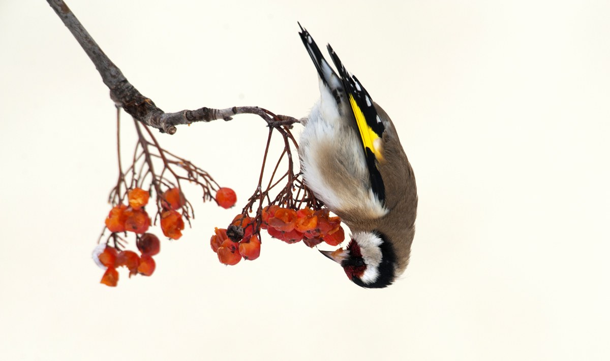 goldfinch