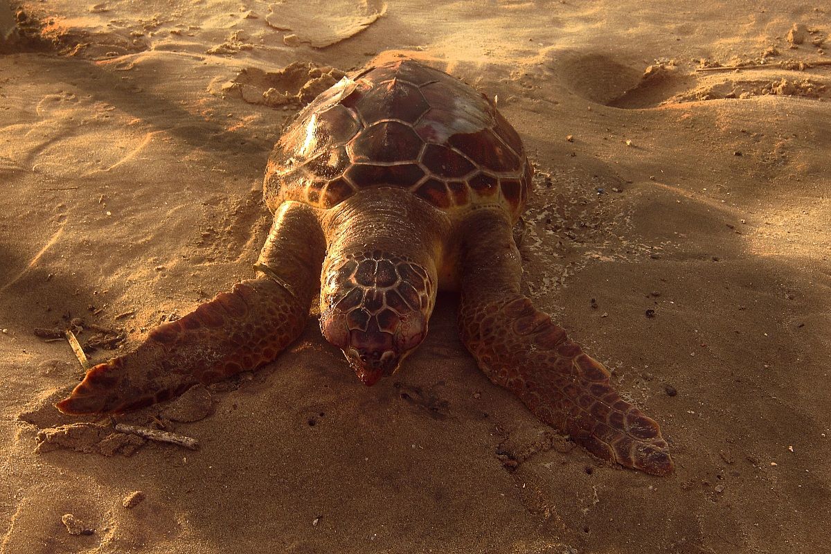 Tartaruga Marina