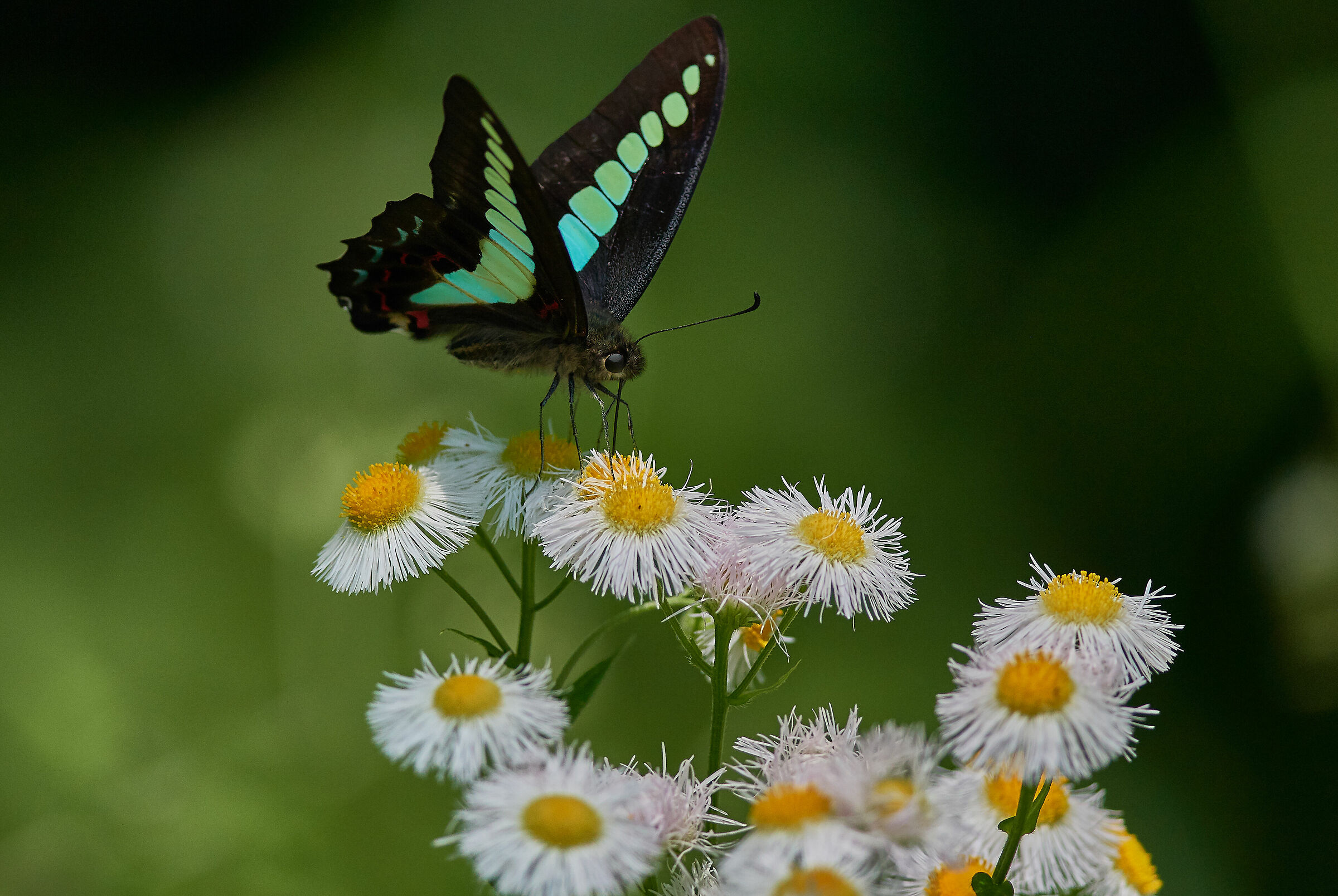 farfalla al giardino imperiale di Tokyo