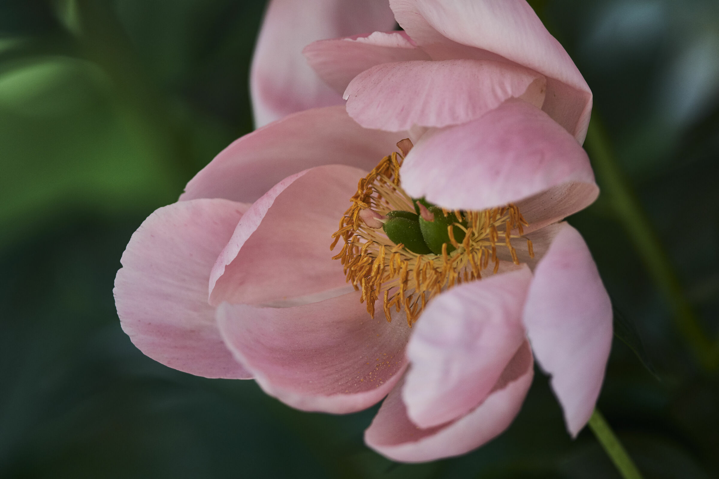peonia  (Tokyo)