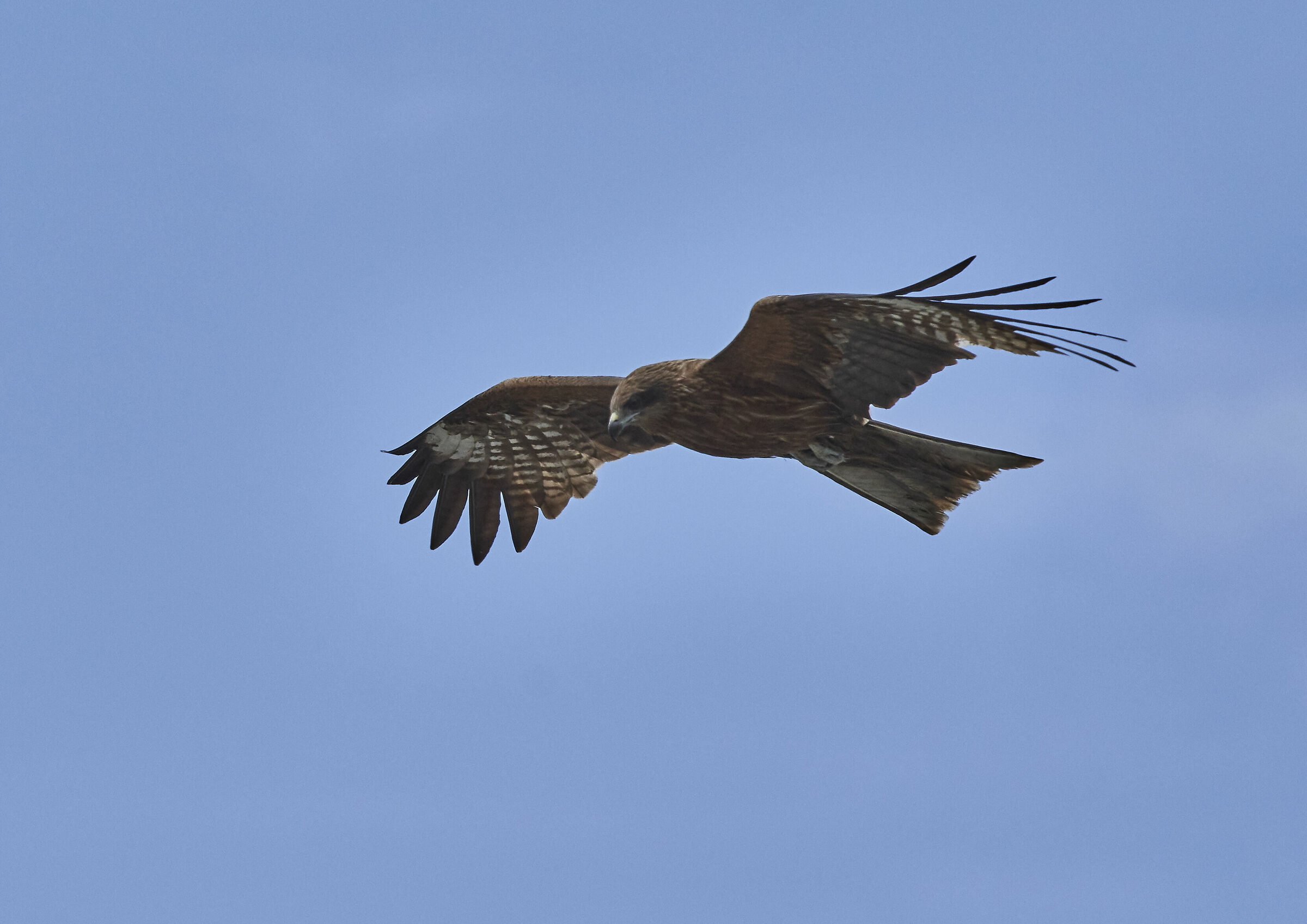 nibbio Brahama (Kamakura-Japan)