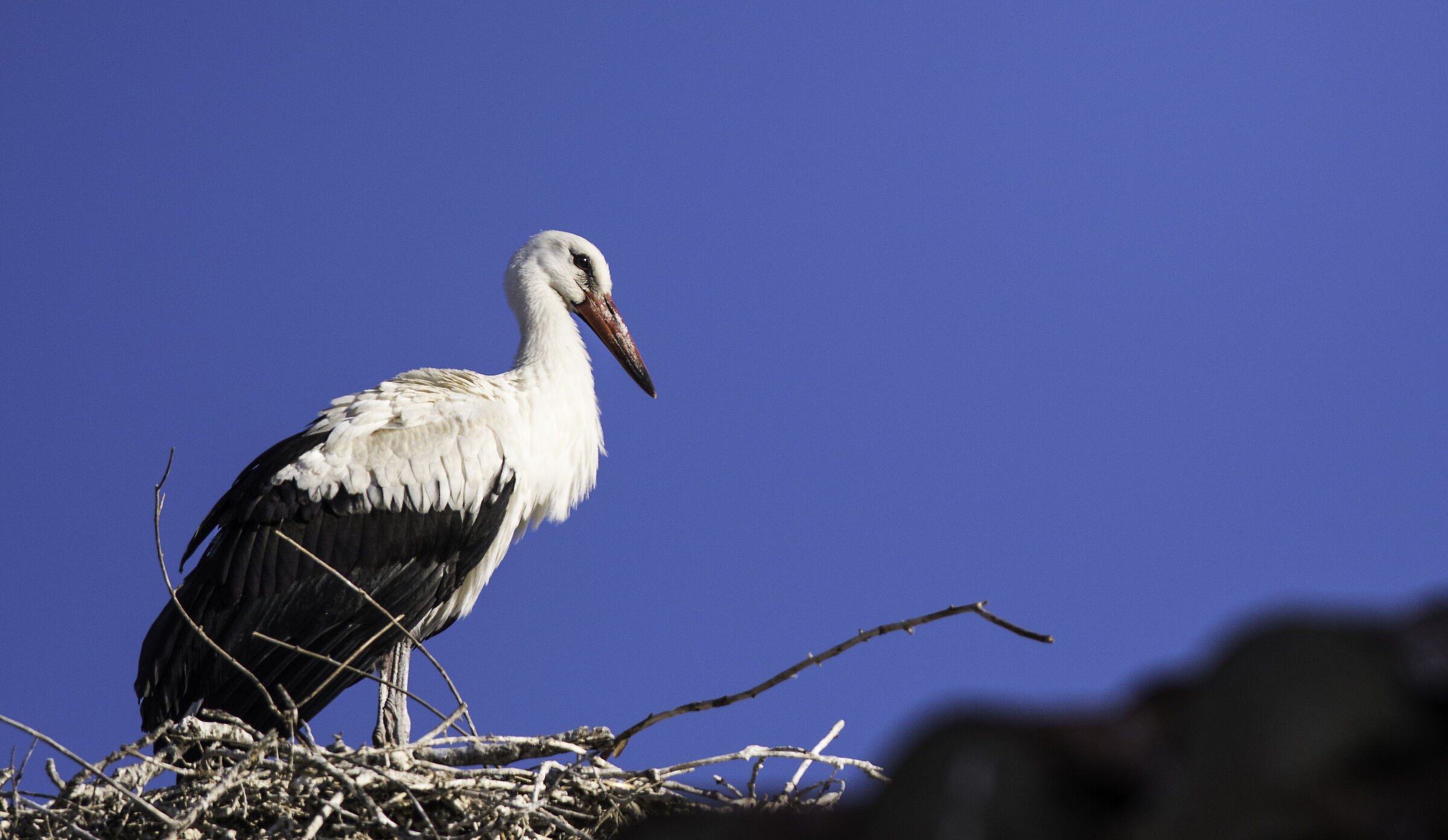 cicogna (Agudo-España)