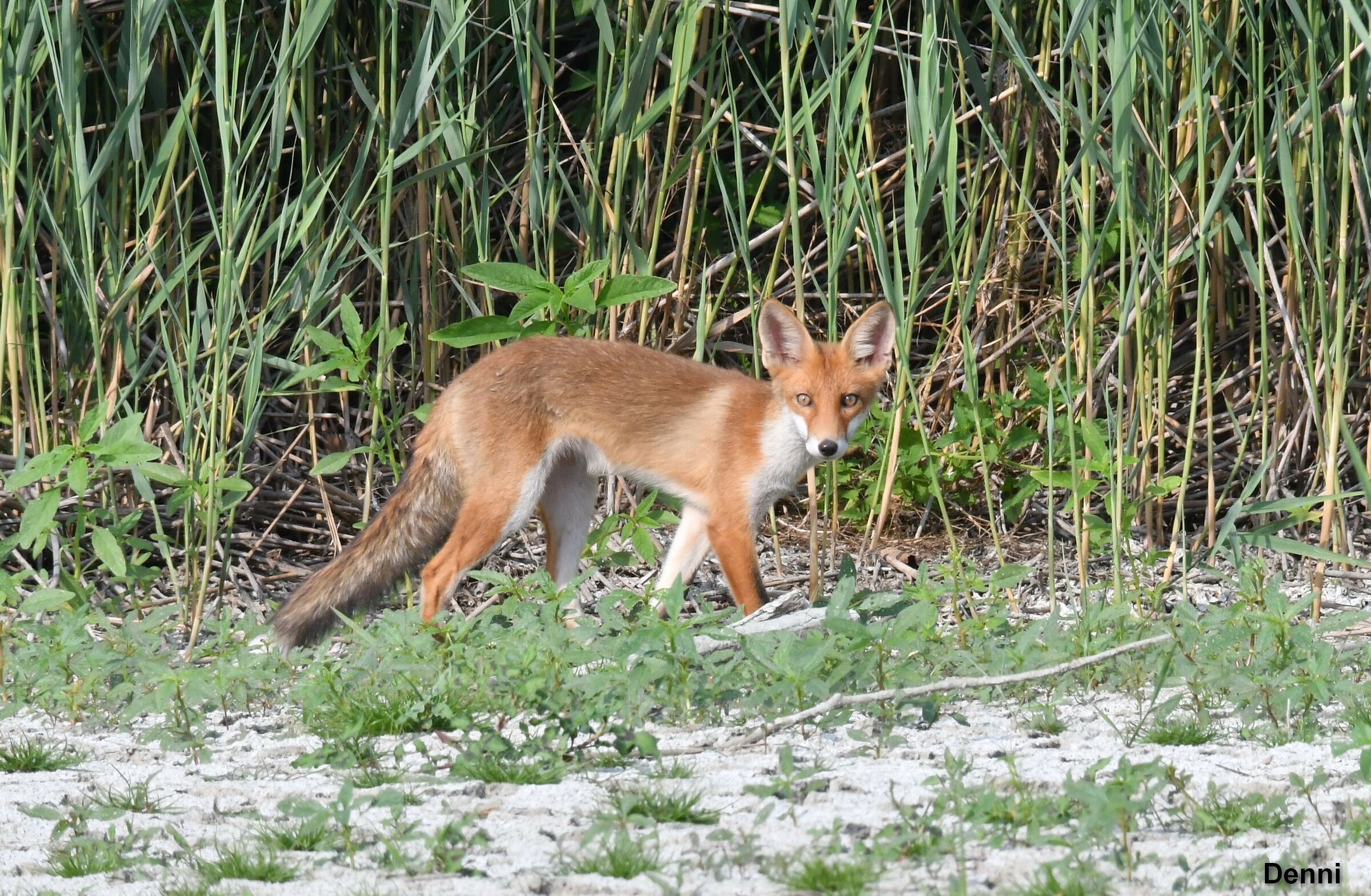 bellissimo passaggio