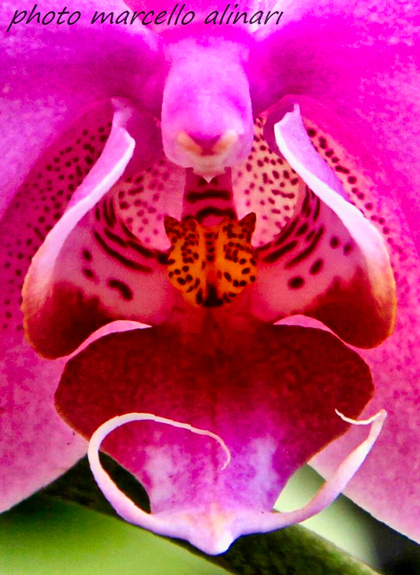 il musetto nell'orchidea
