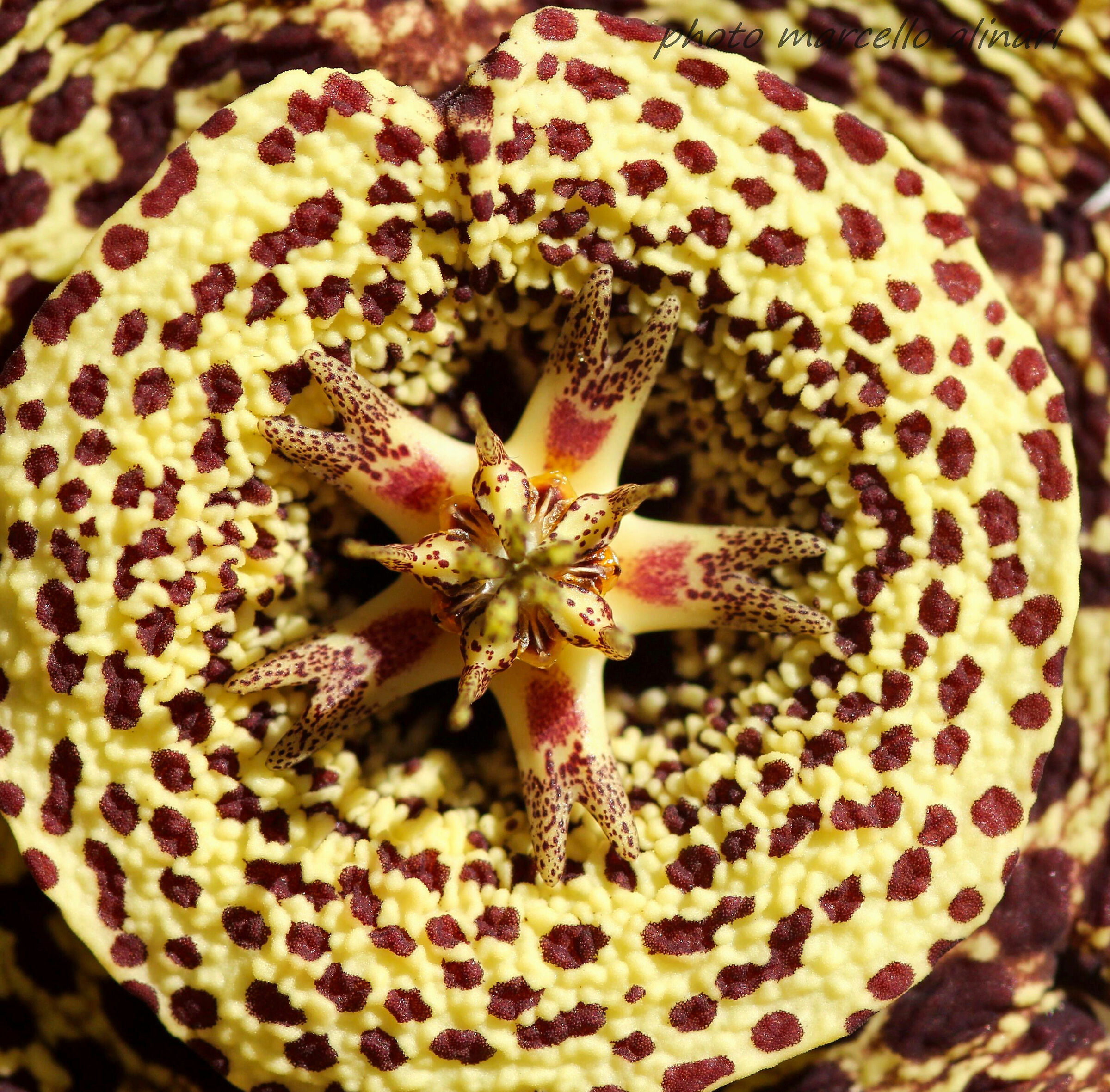 stapelia variegata - interno del fiore.