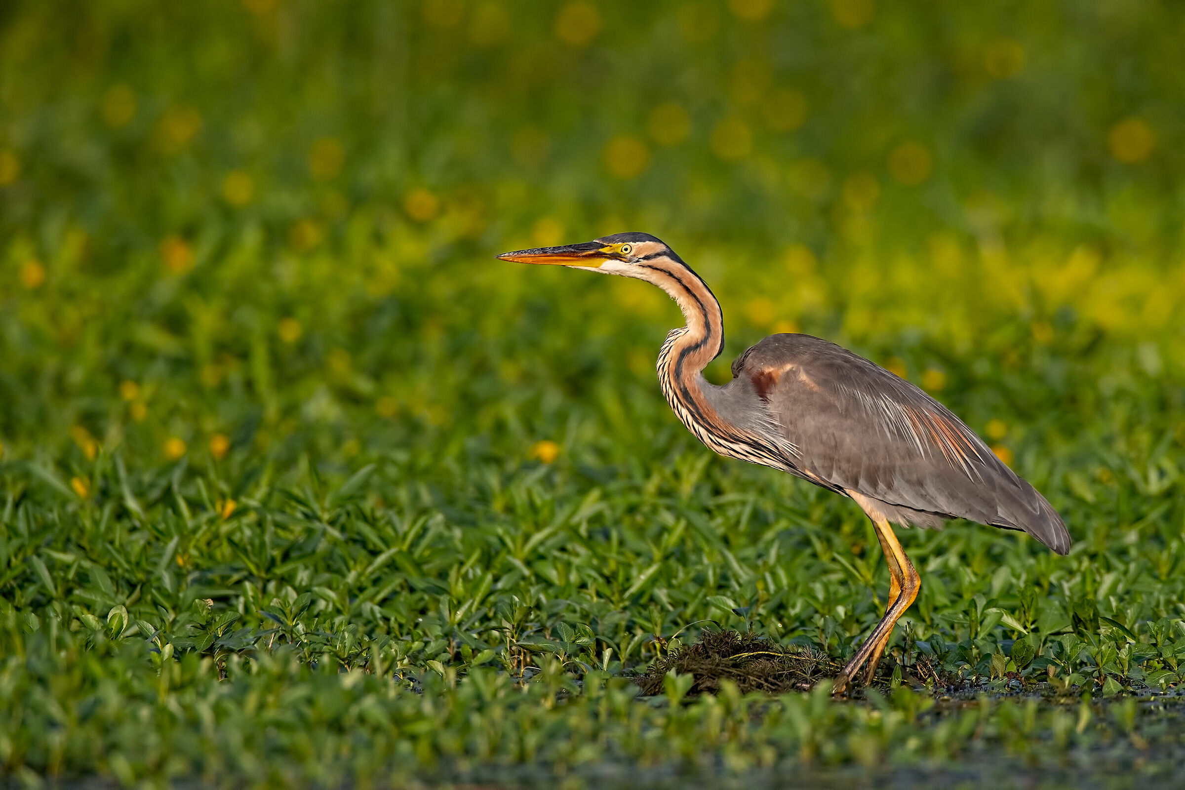 Airone rosso ambientato
