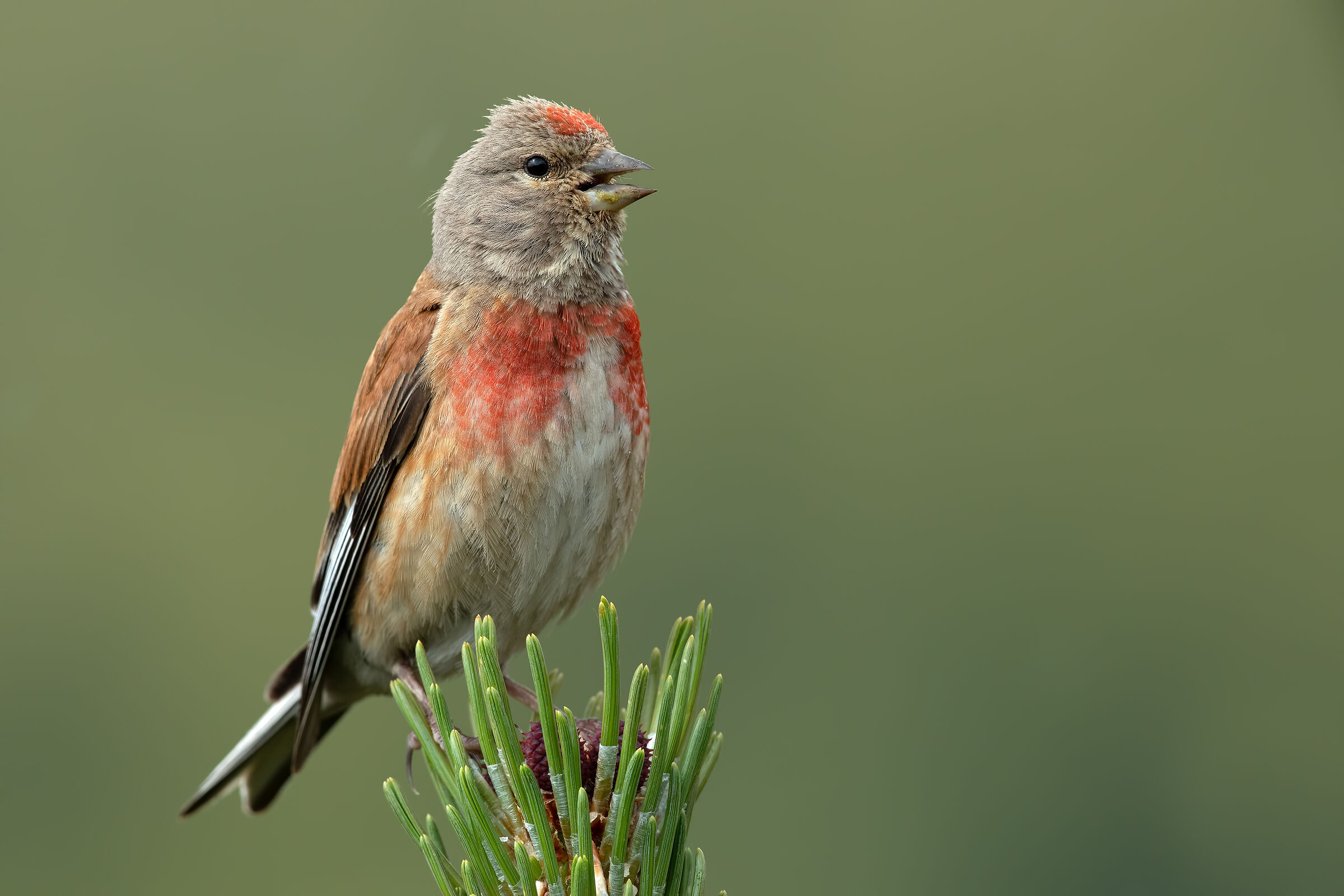 Linnet
