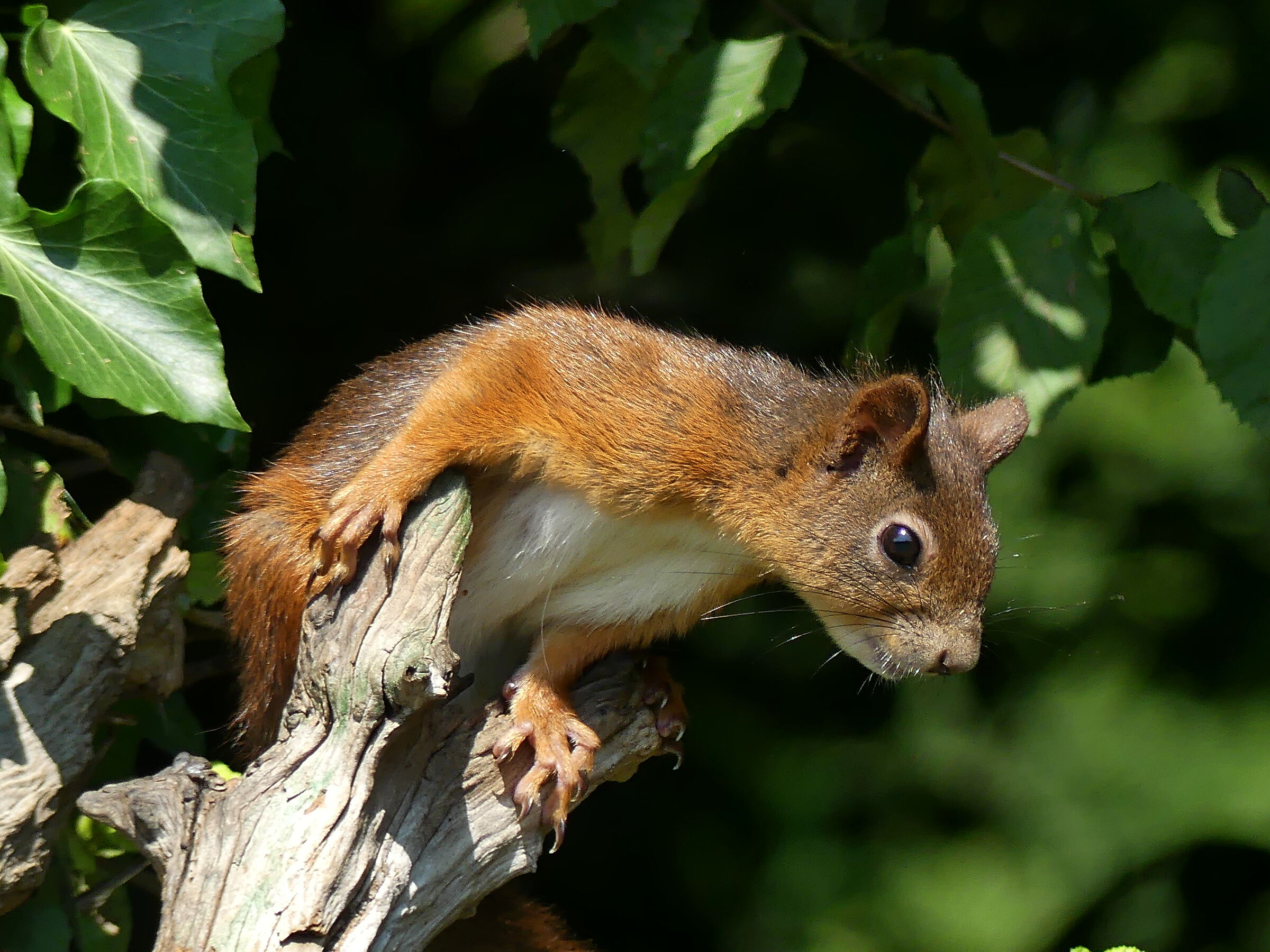 Mi è caduta la nocciola...