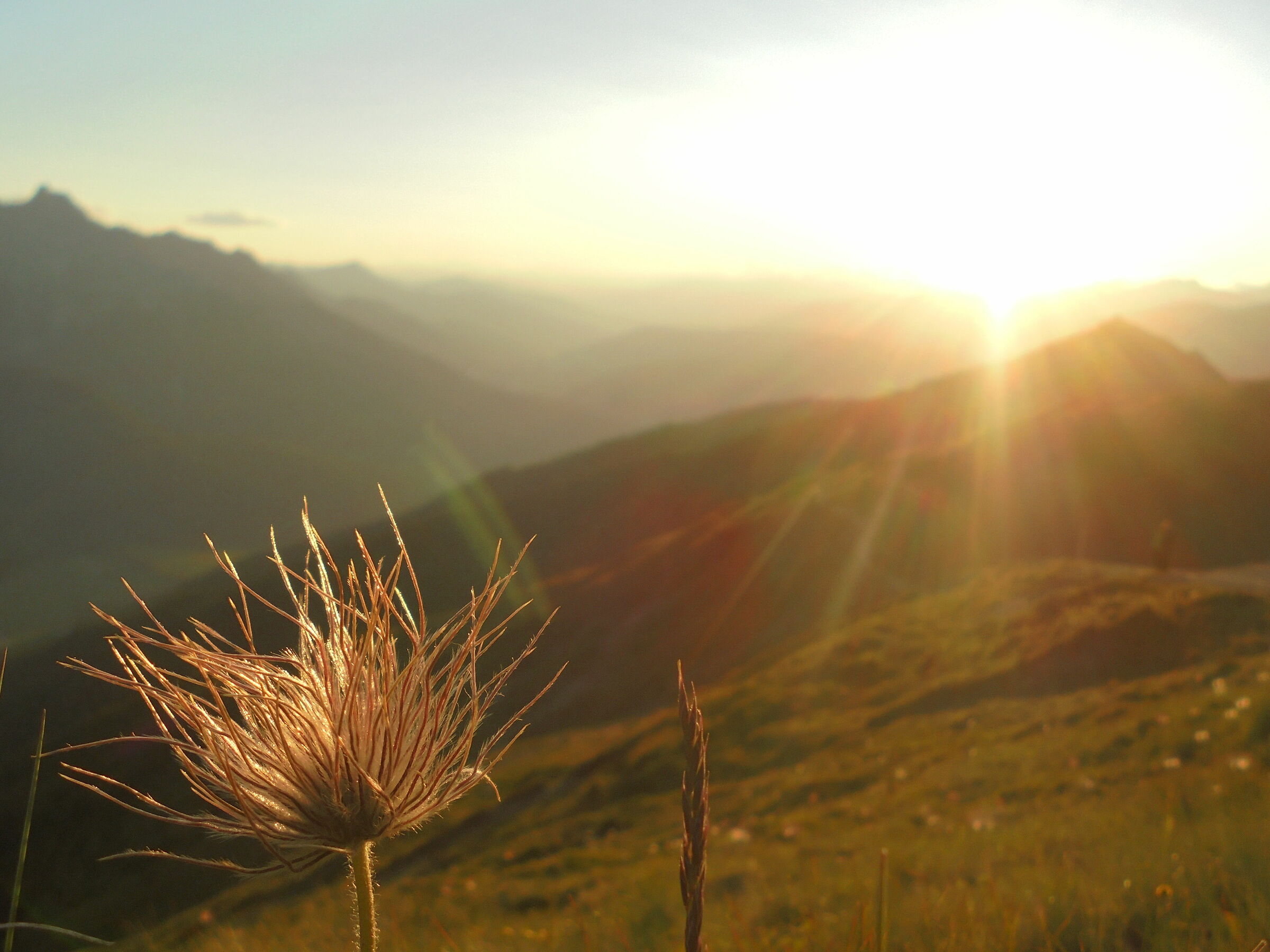 infiorescenza dell'anemone al Silianer Hutte