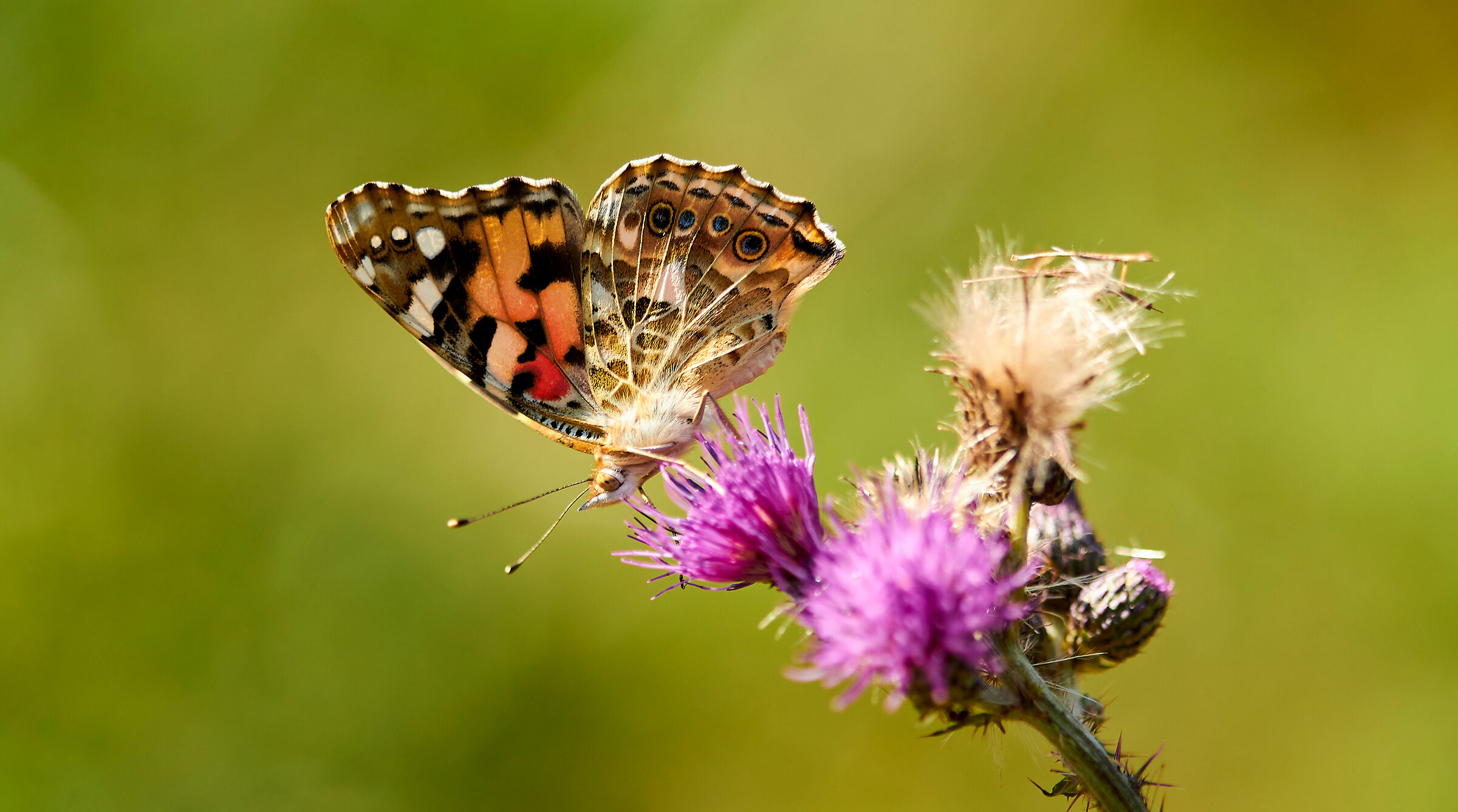 Vanessa Cardui