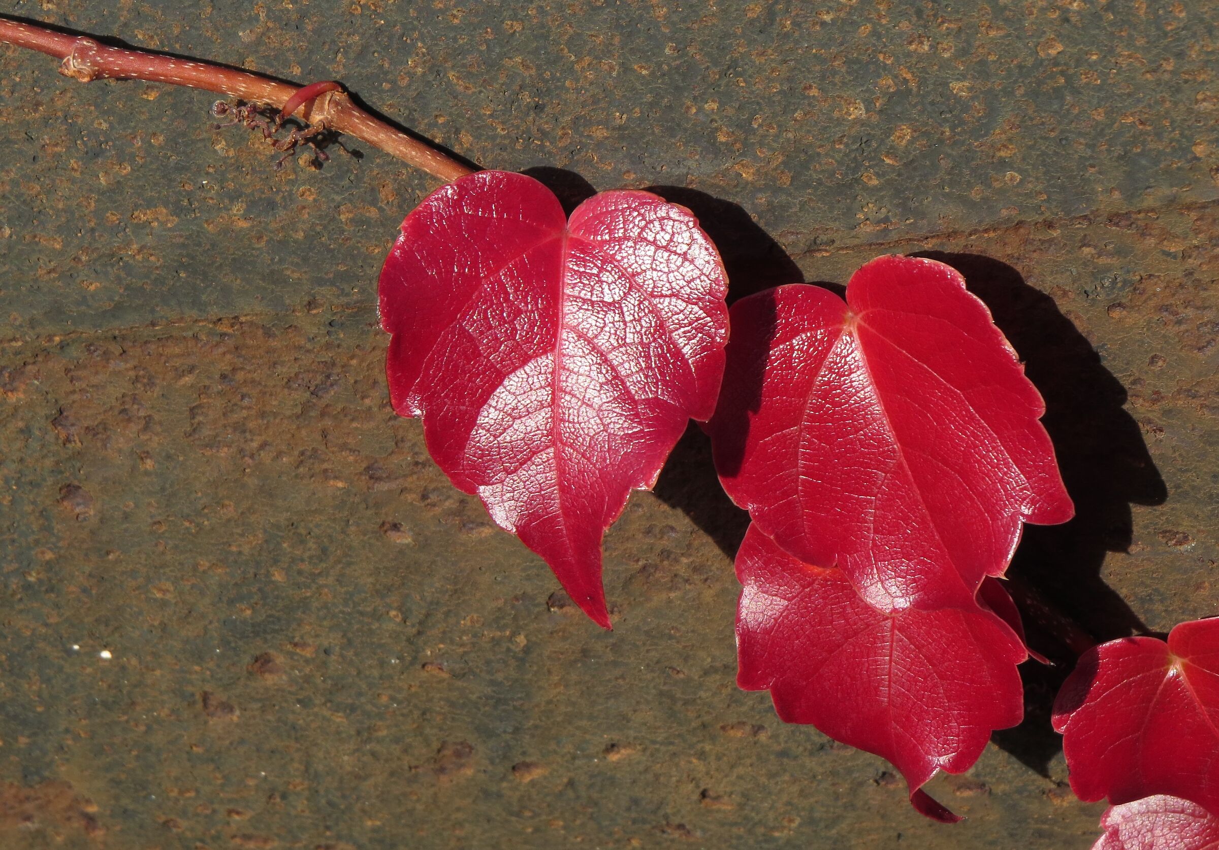 Lungo l'acquedotto storico di Genova