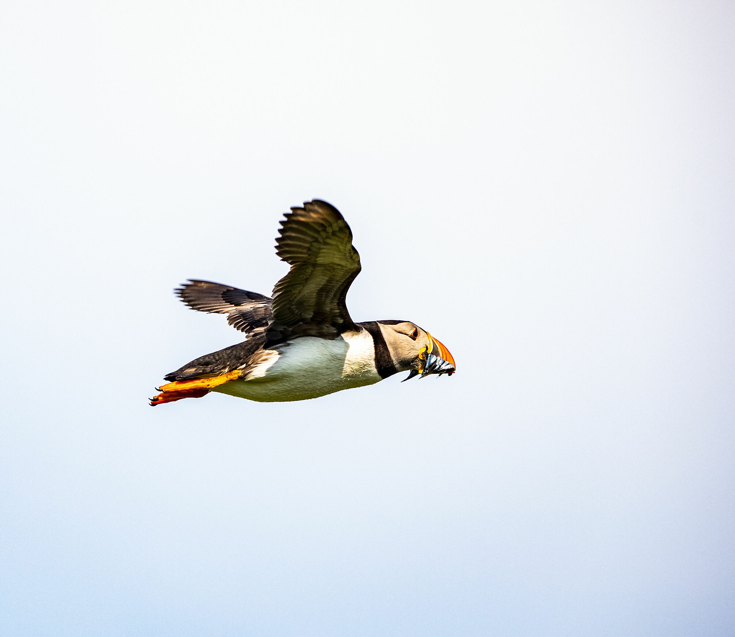 Puffin 1
