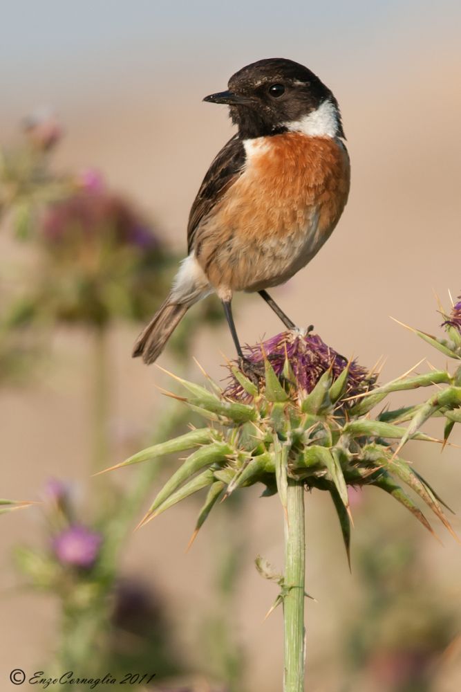 Stonechat