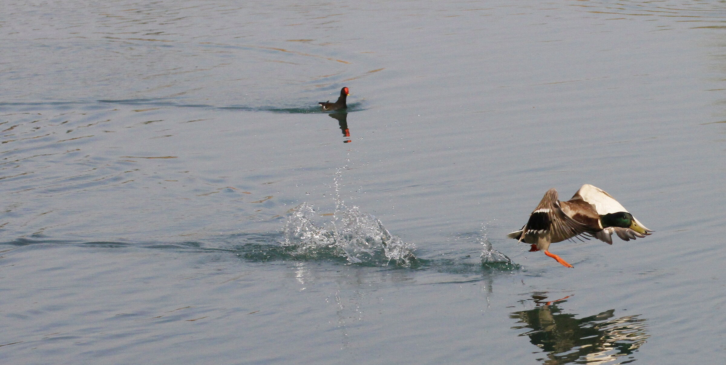 to run after each other