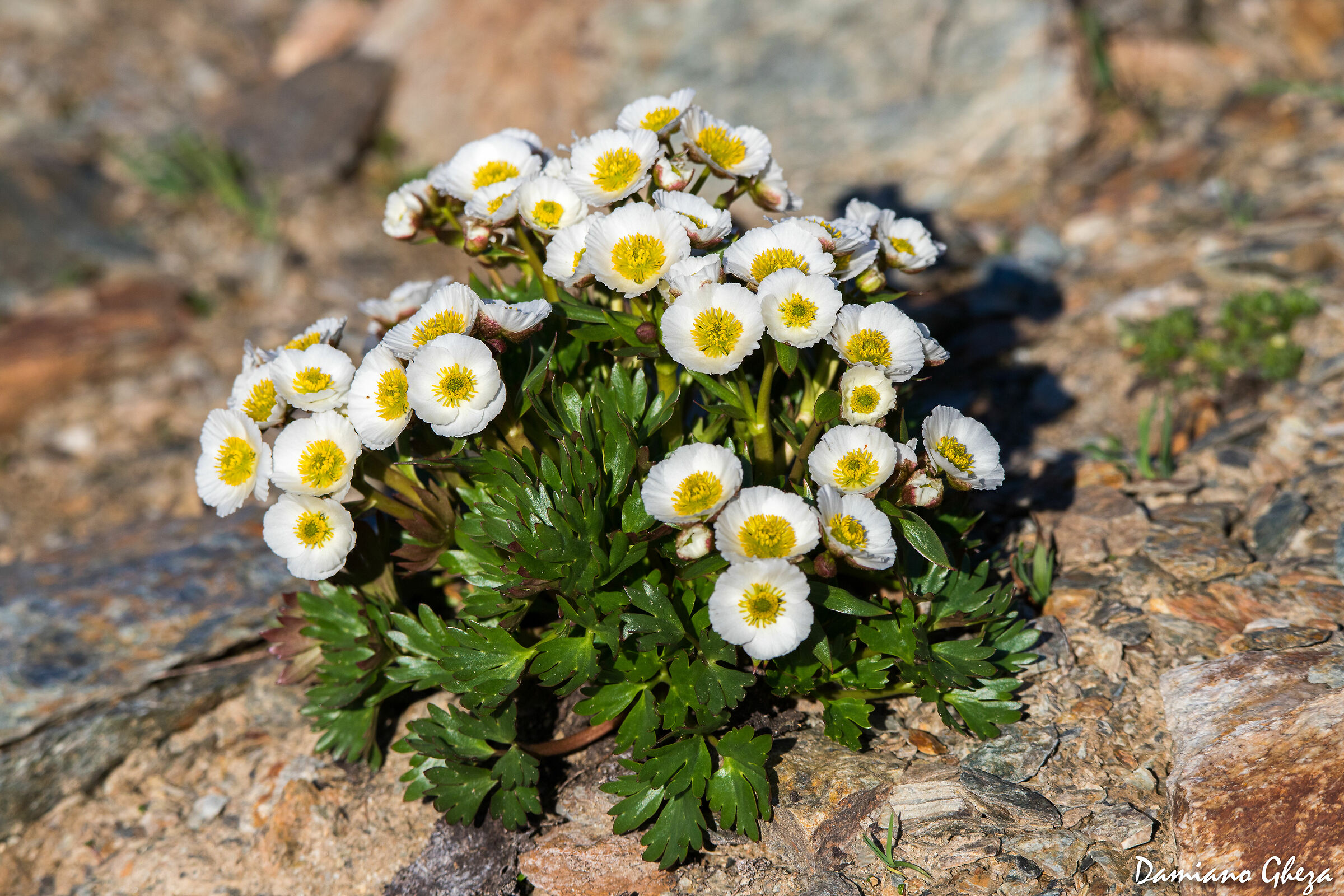 Ranuncolo glaciale
