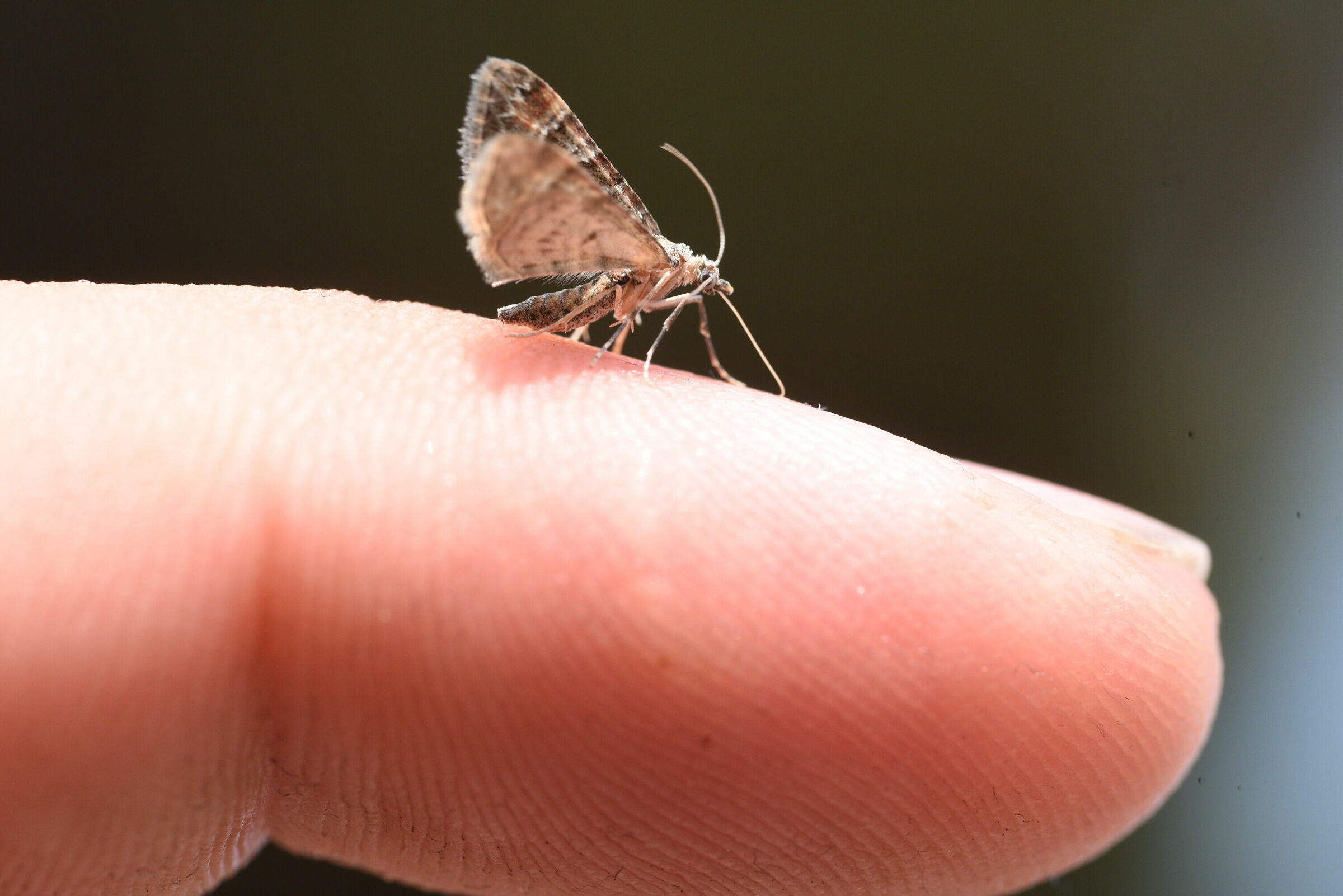 Butterfly in 3 minutes or just over