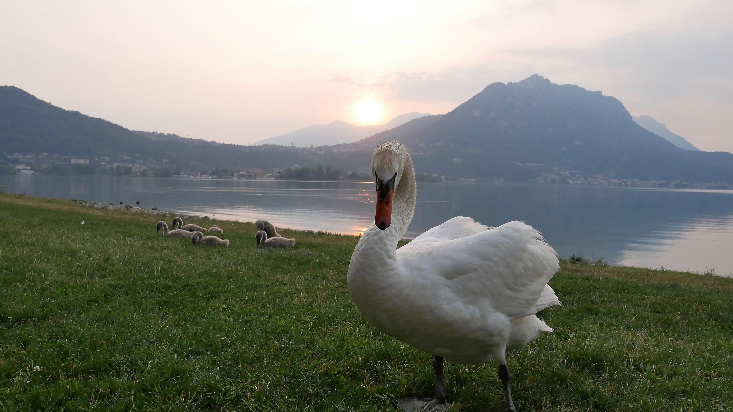 Swans at sunset on Lake Garlate