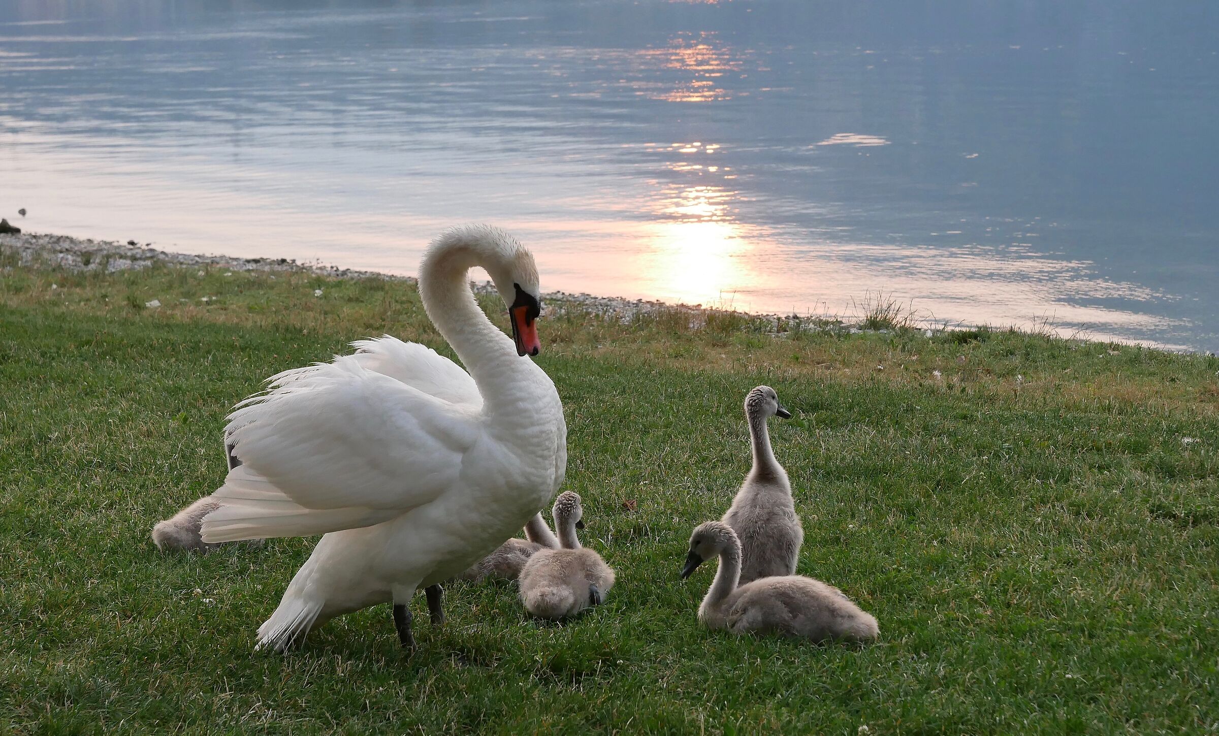 Cigni al tramonto sul lago di Garlate