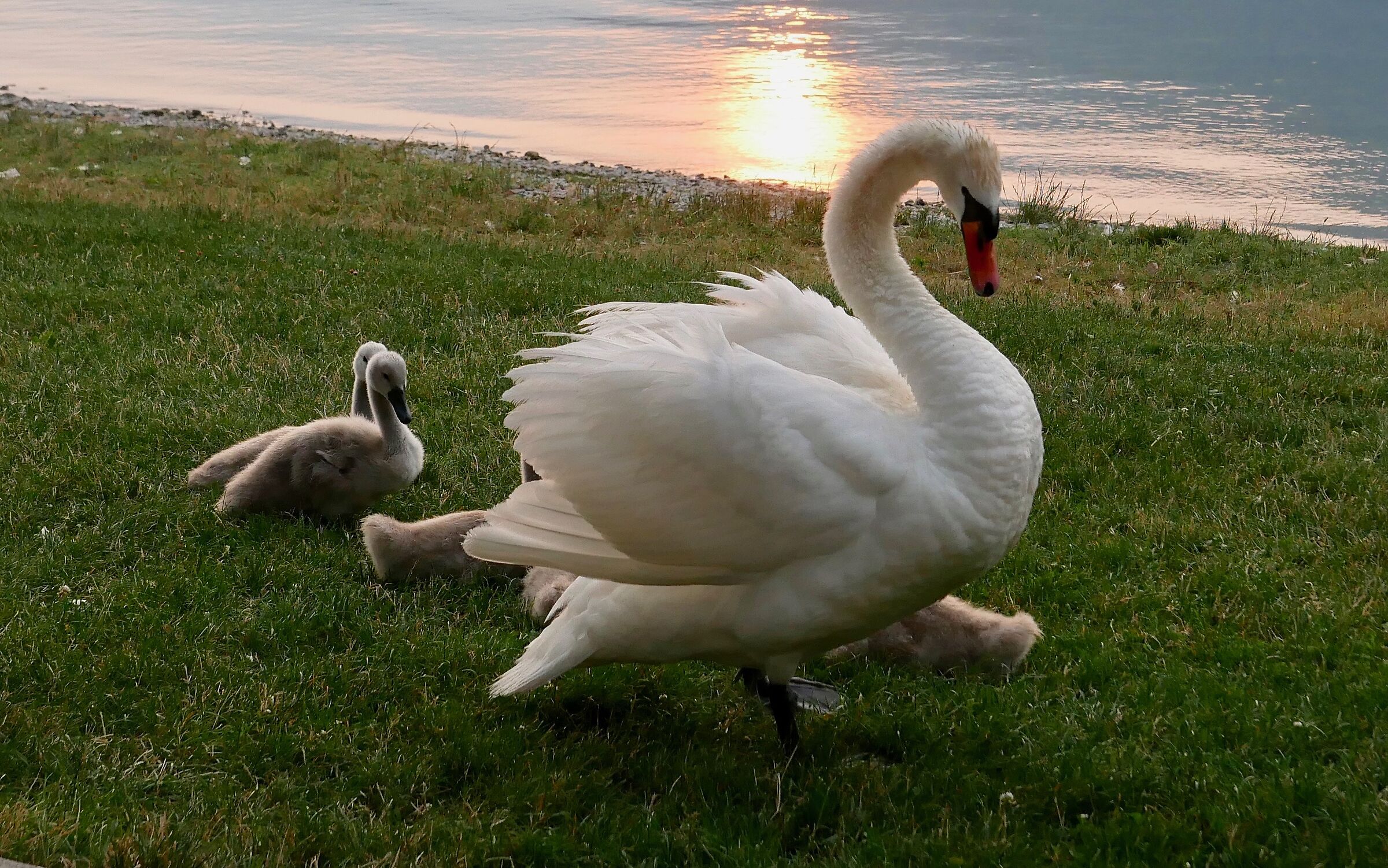 Swans at sunset on Lake Garlate