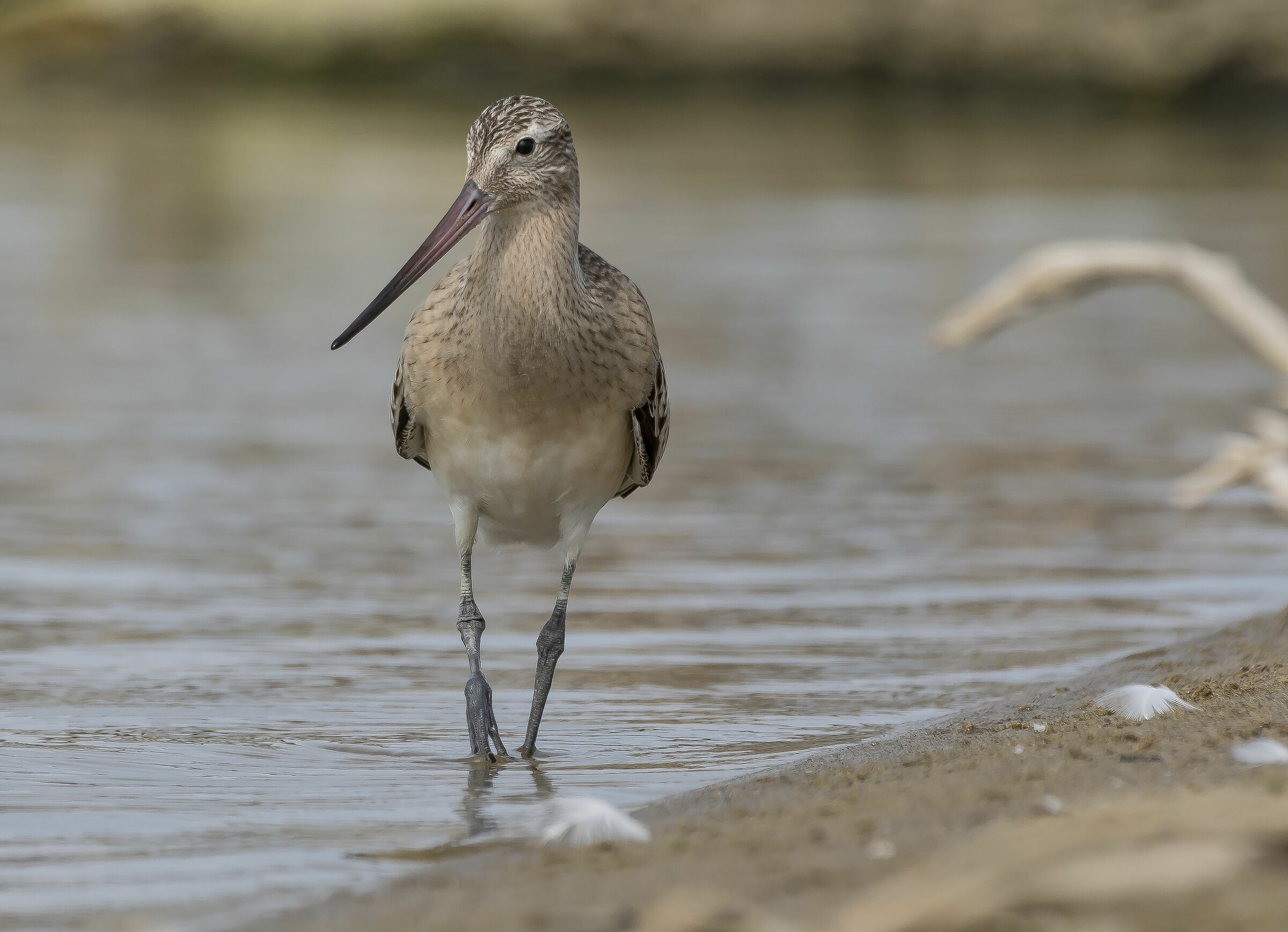 The Minor Pictish (Limosa Lapland, Linnaeus 1758)