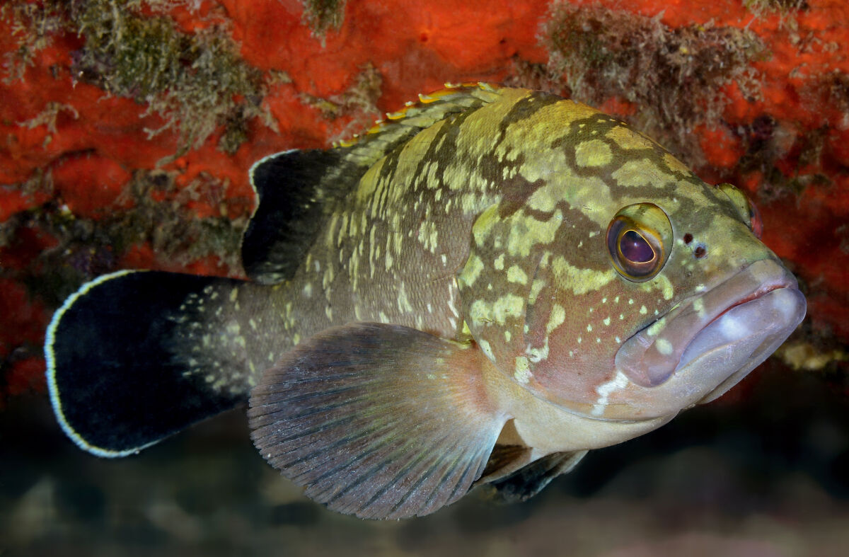 grouper