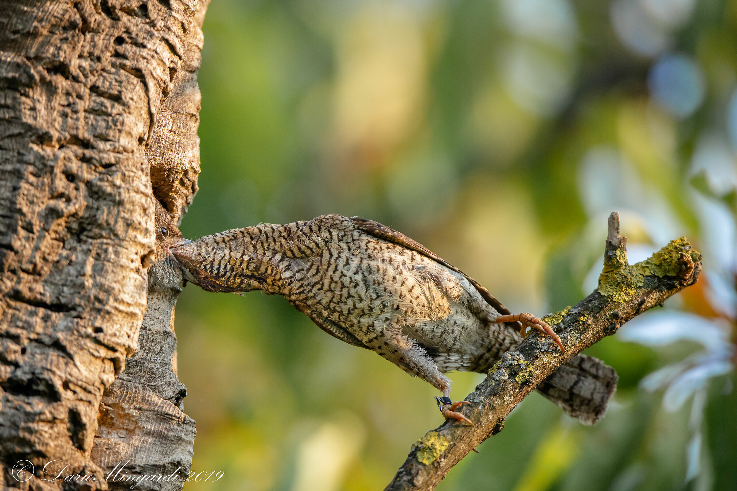 Wryneck