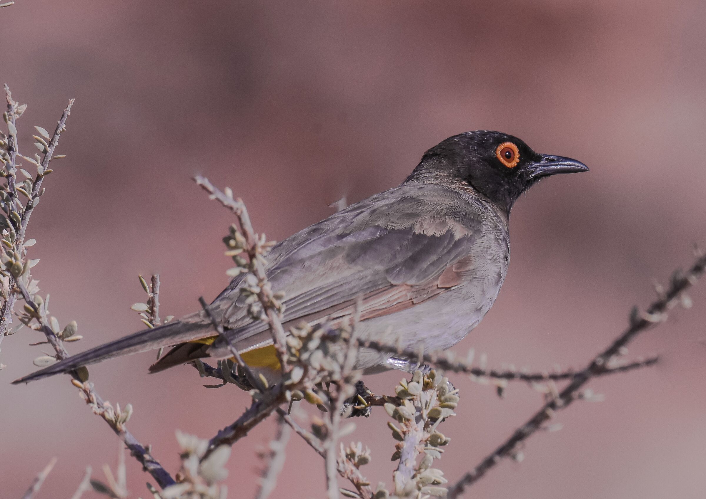 Il bulbul dall'occhio rosso