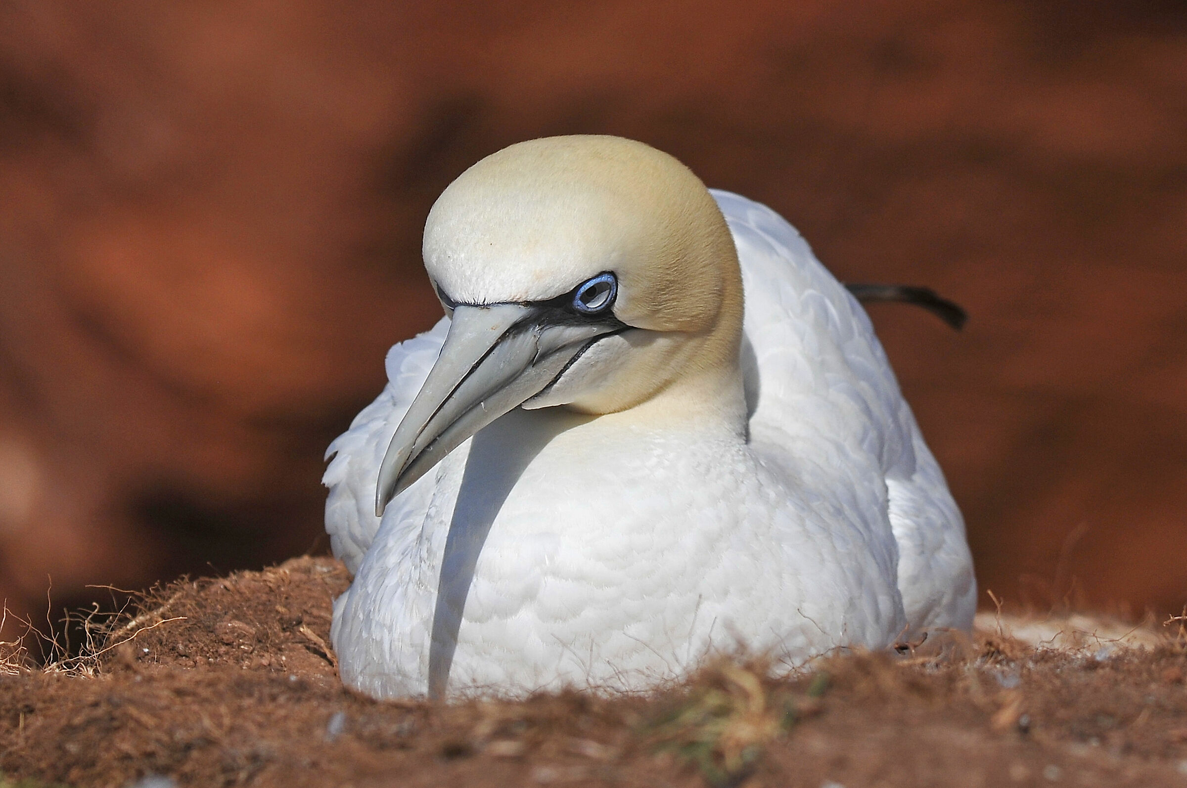 Sula (Northern gannet)
