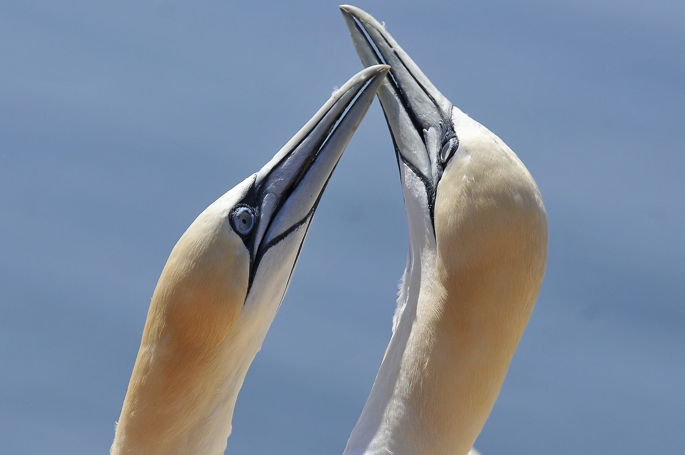 Sula (Northern gannet)