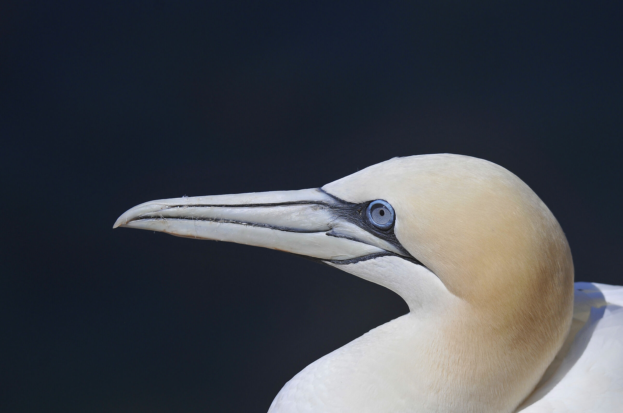 Sula (Northern gannet)