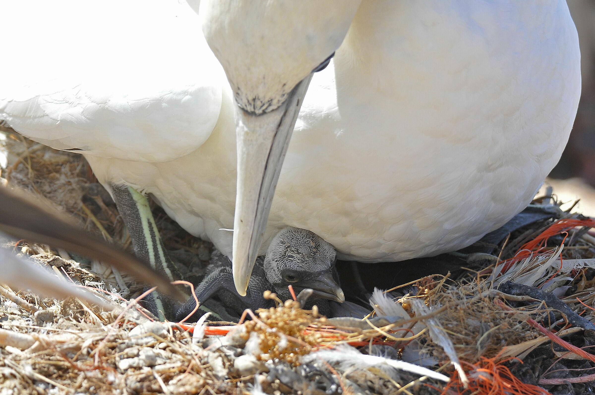 Sula (Northern gannet)