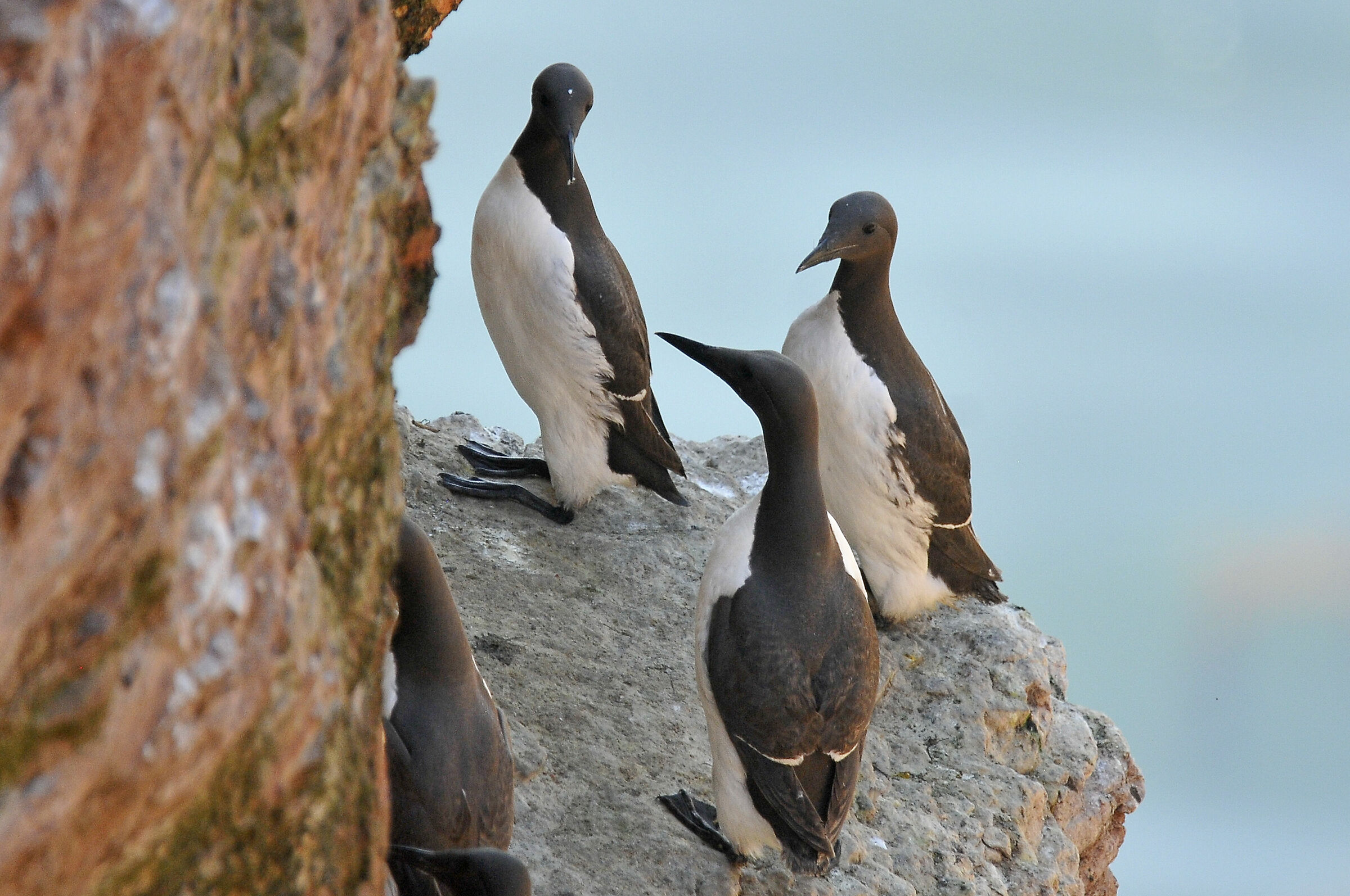 Uria (Common guillemot)
