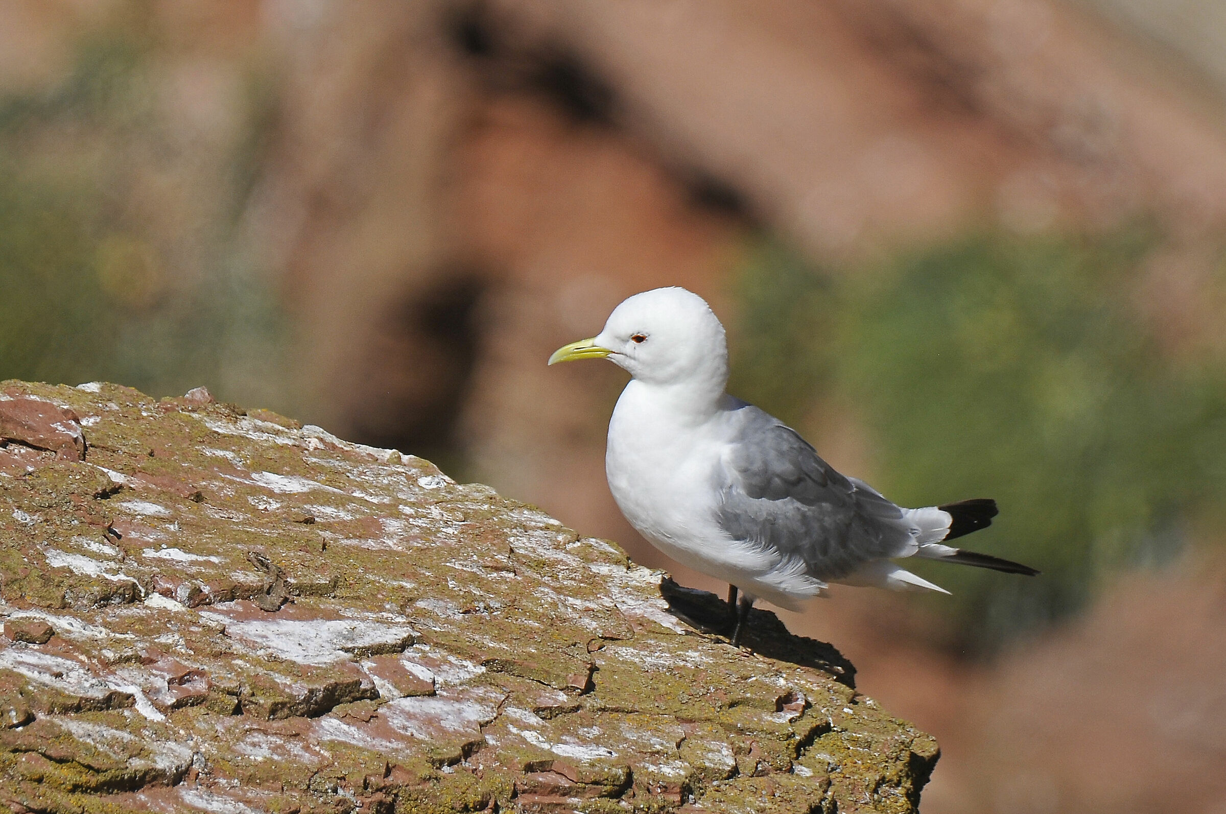 Gabbiano tridattilo (Black-legged kittiwake)