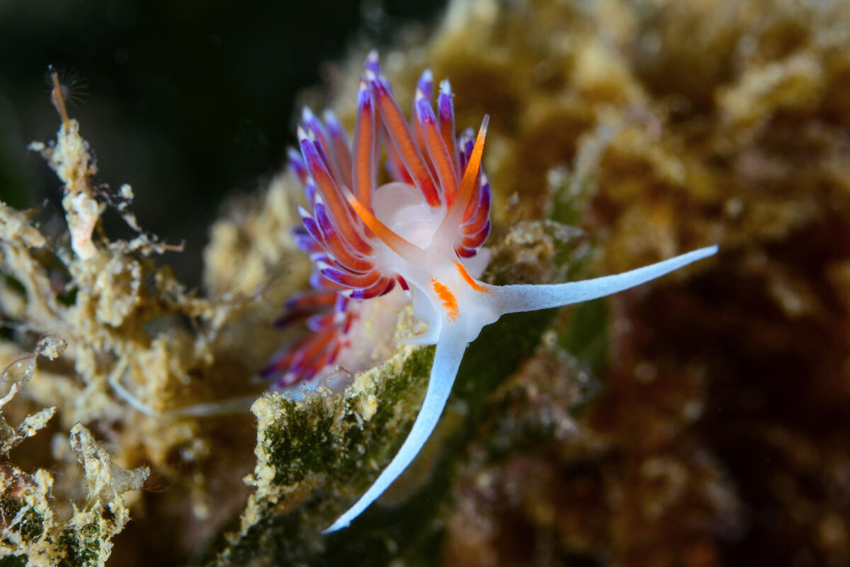 Flabellina