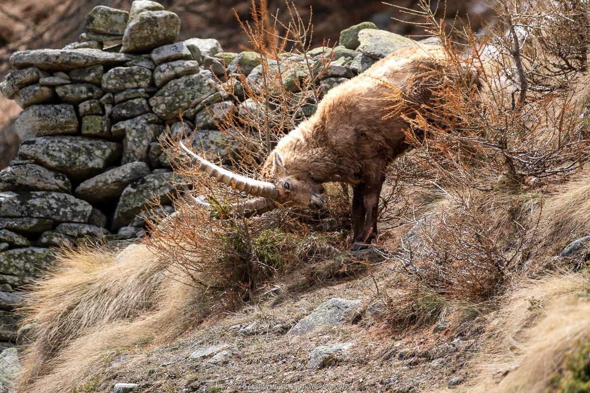 The ibex and the bush