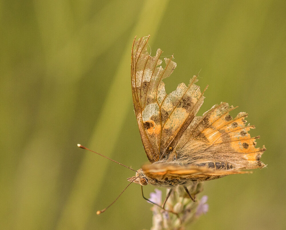 Houston, abbiamo un problema....