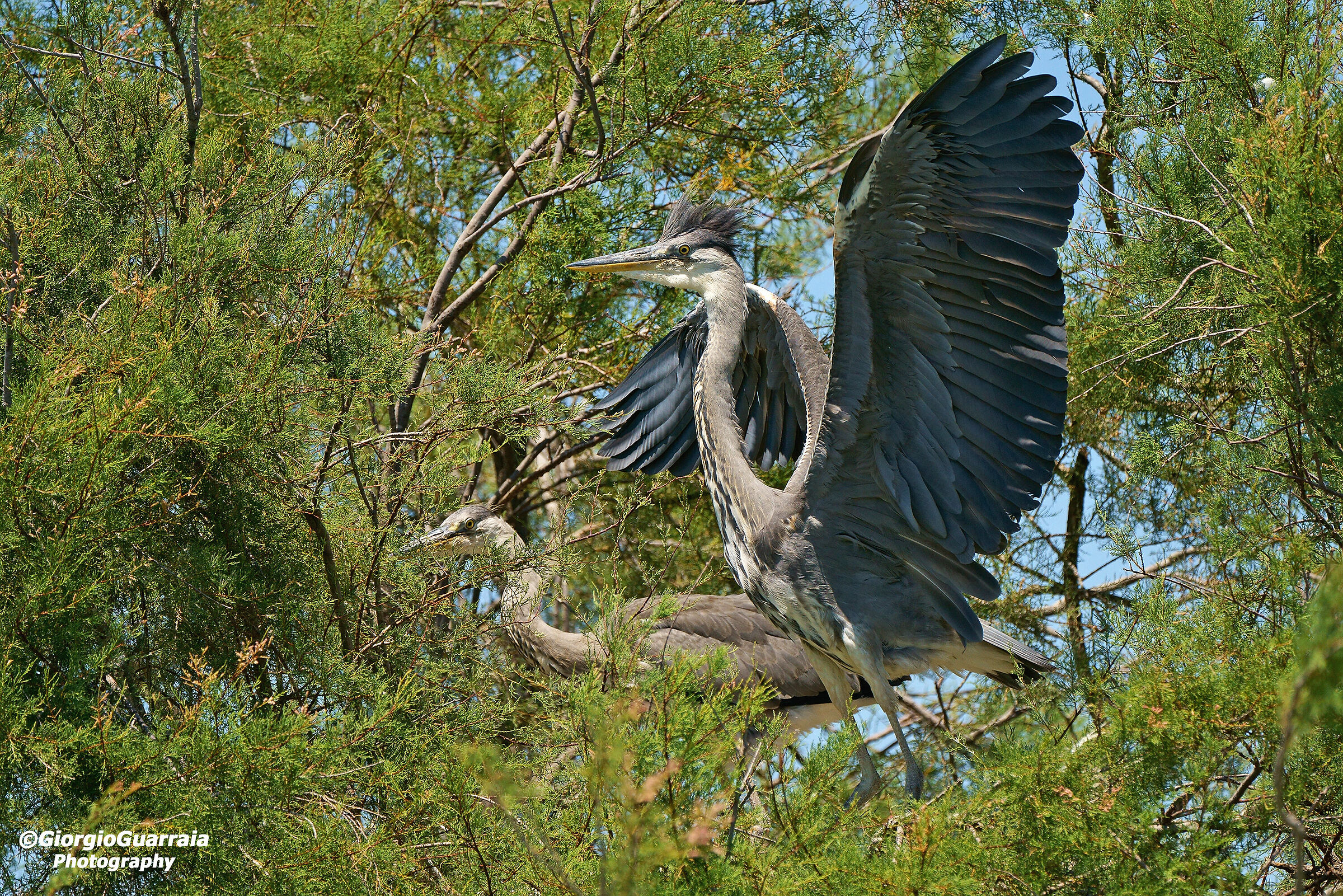 Herons