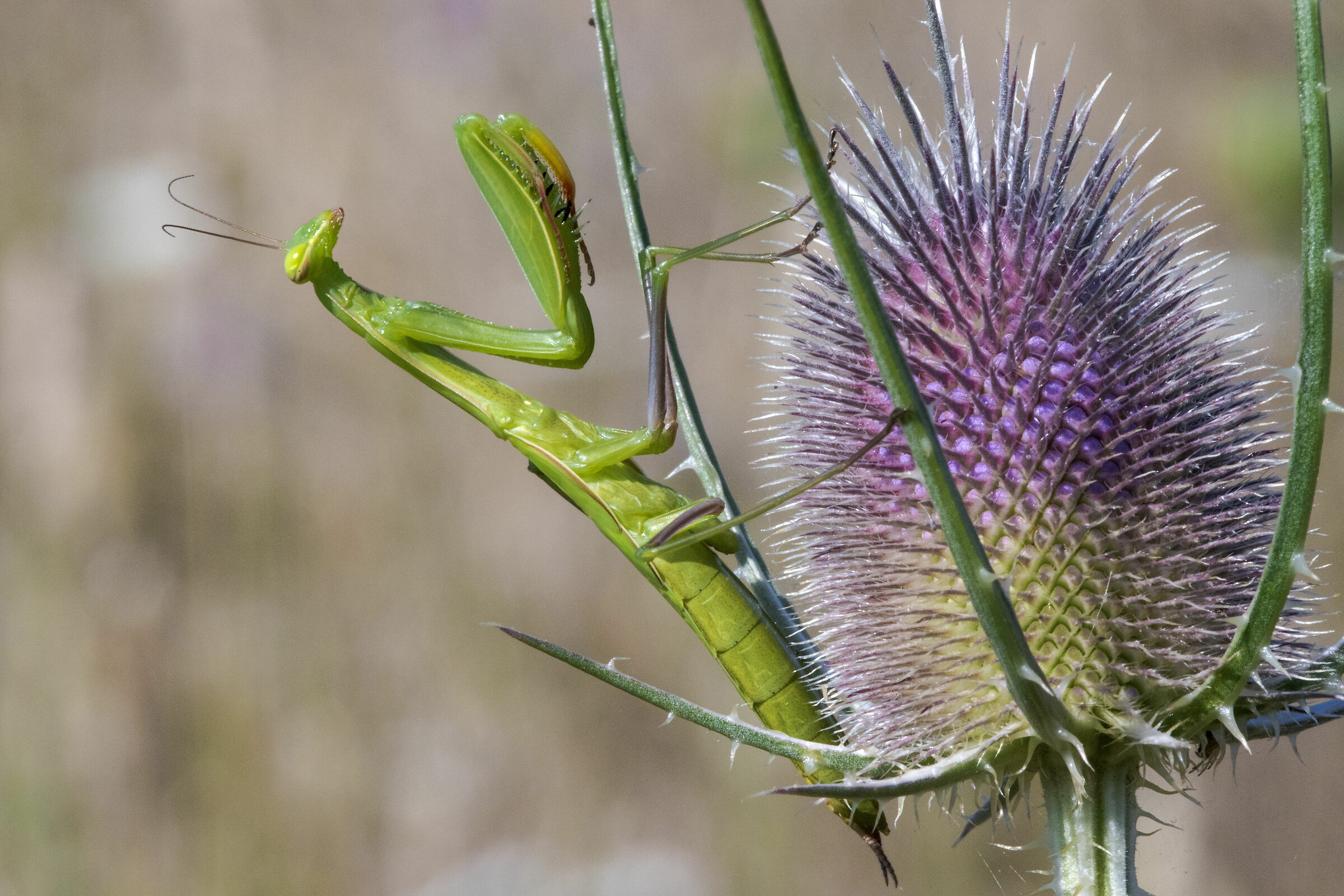 Religious mantis (Religious Mantis)