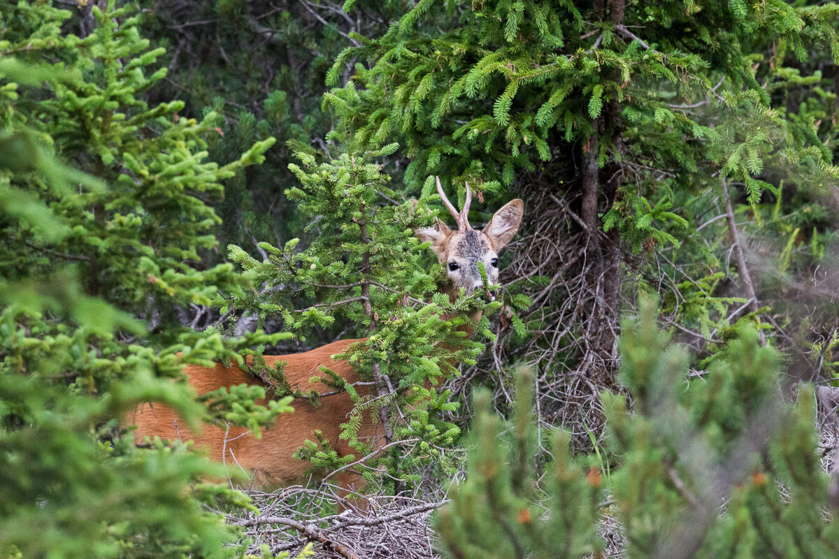 The Hidden Roe Deer ...