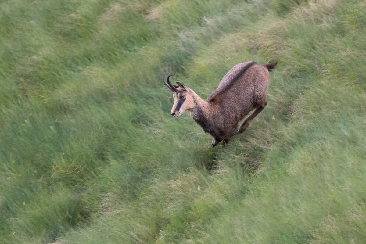 Chamois in the run at dawn ...
